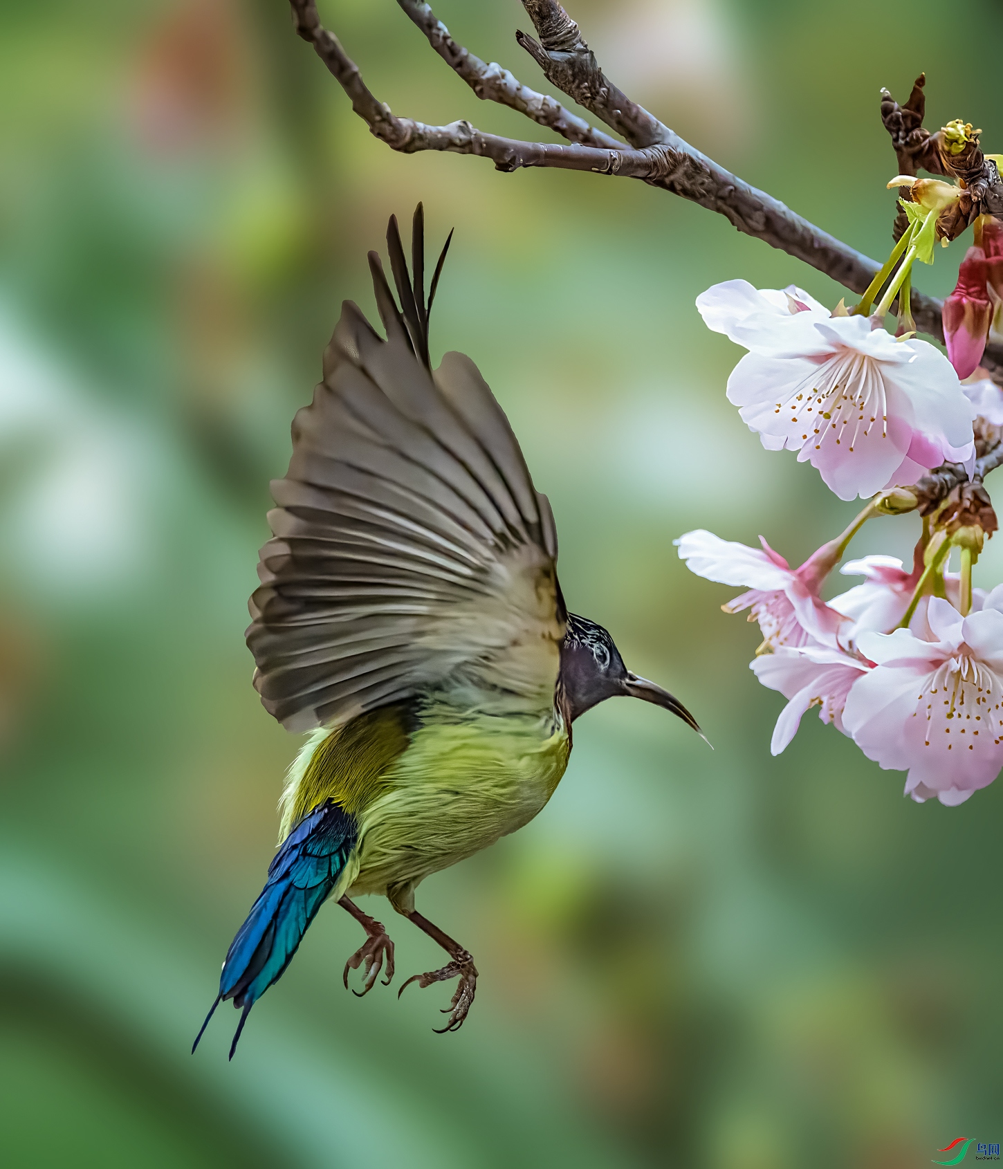 ��β̫����