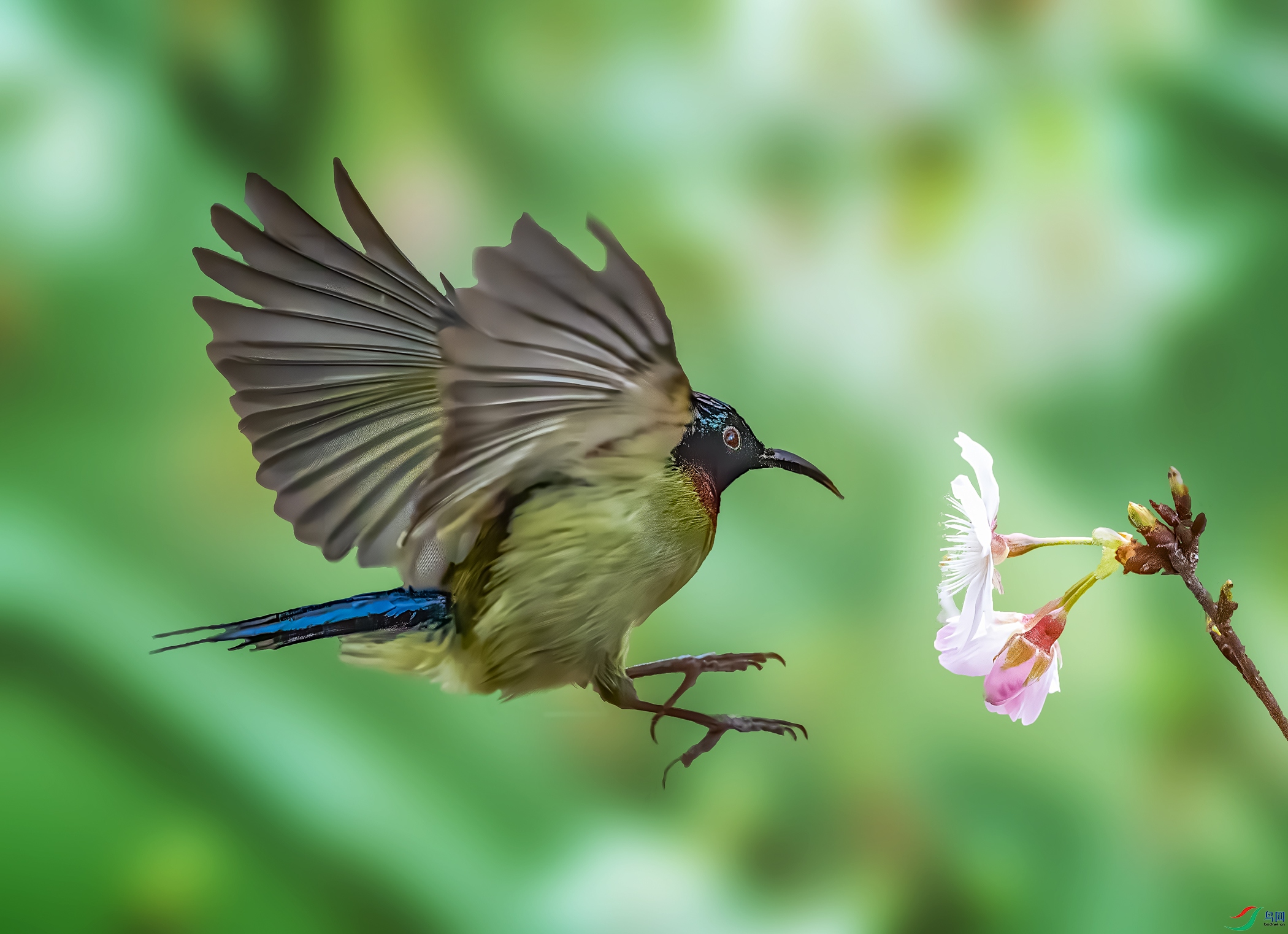 ��β̫����