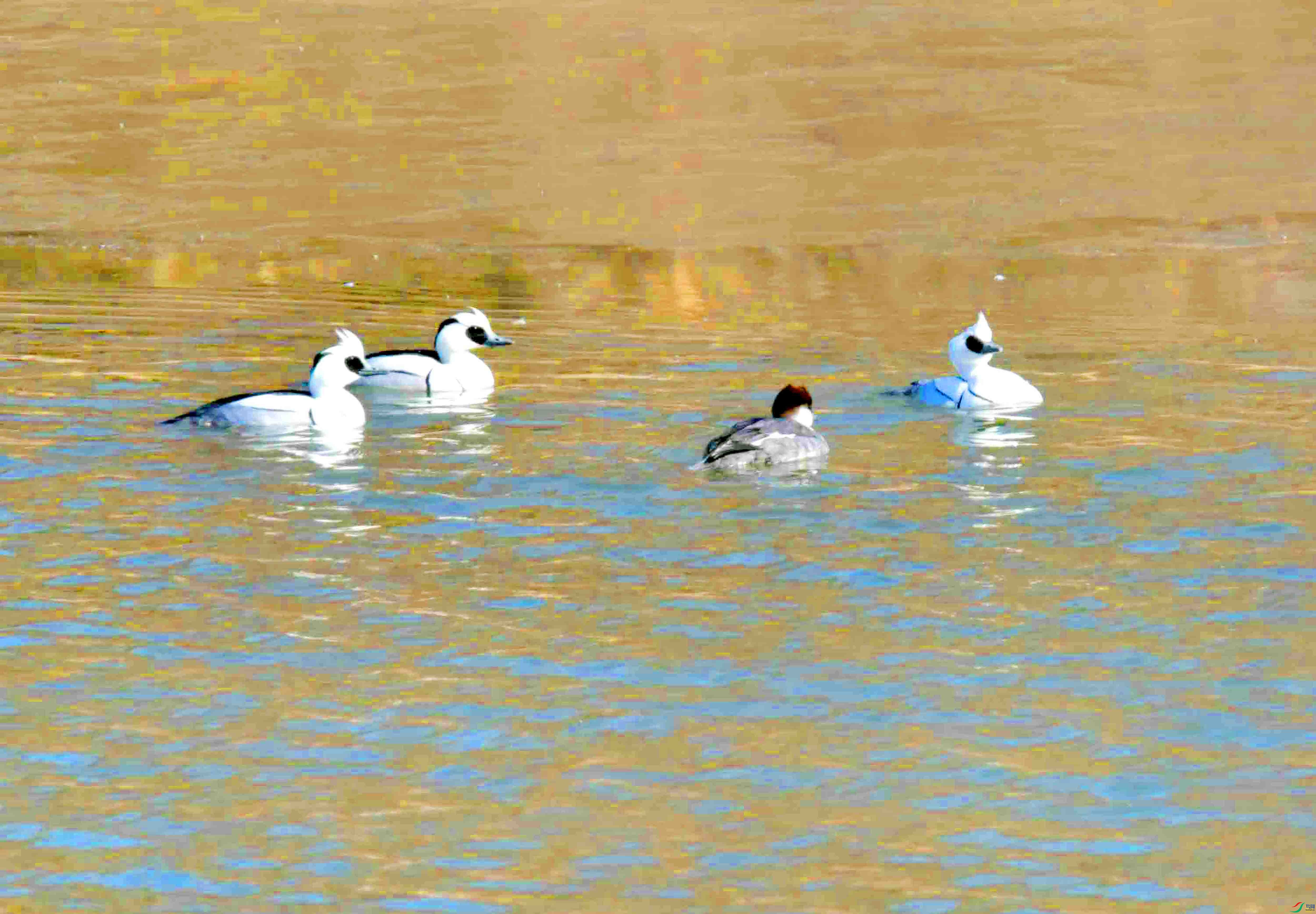 DSC_5526.JPG