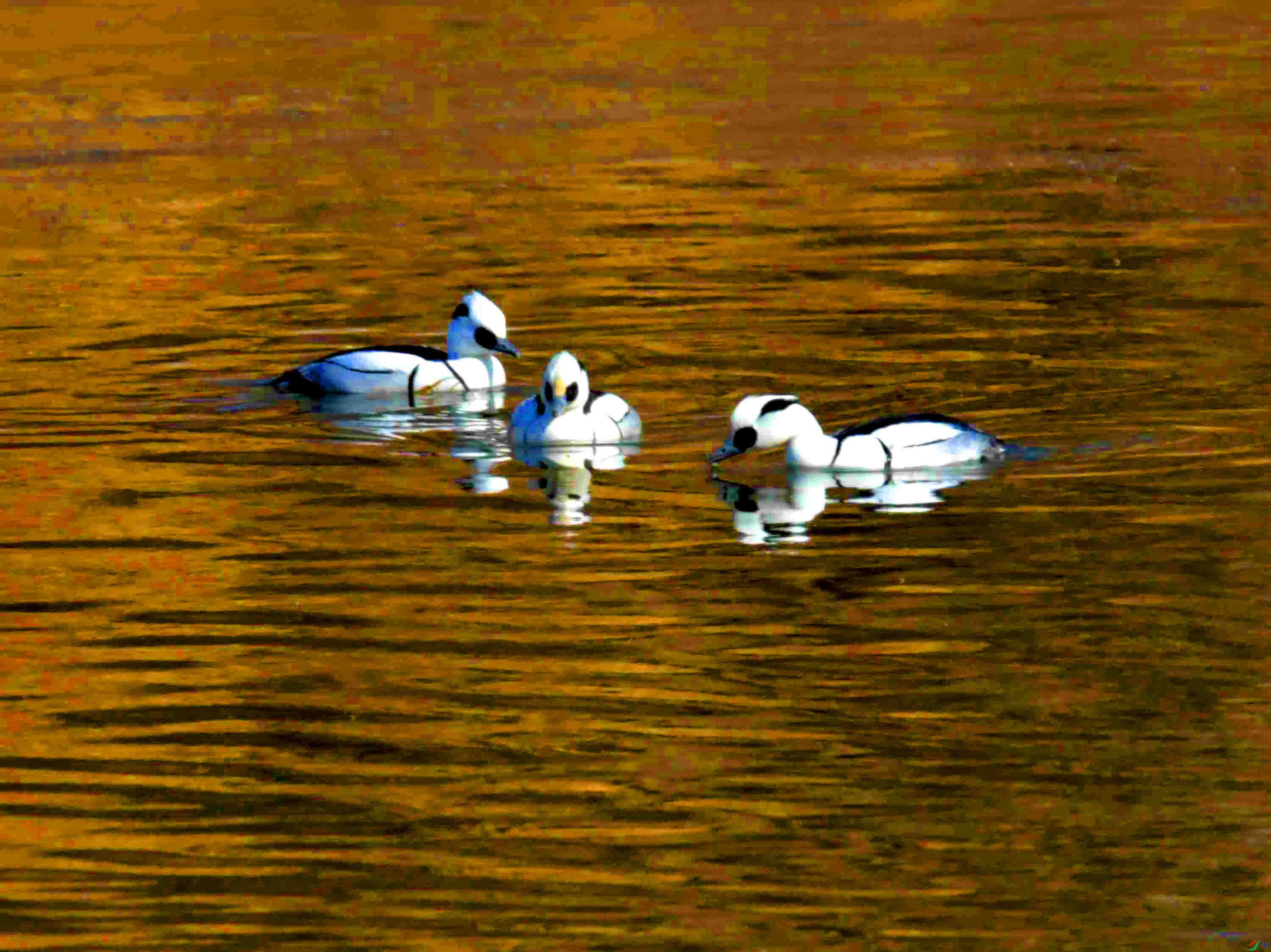 DSC_5570.JPG