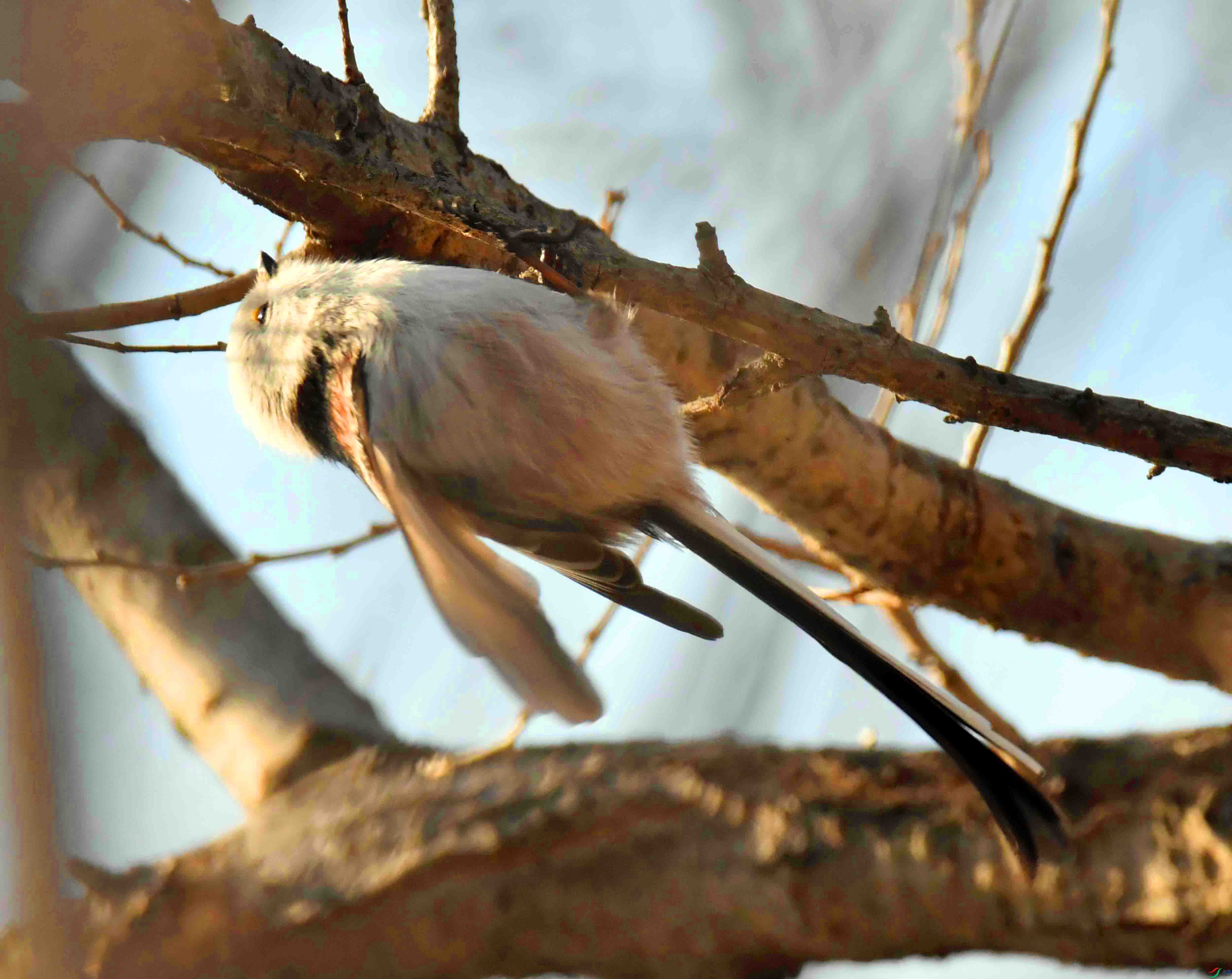 DSC_9534.JPG