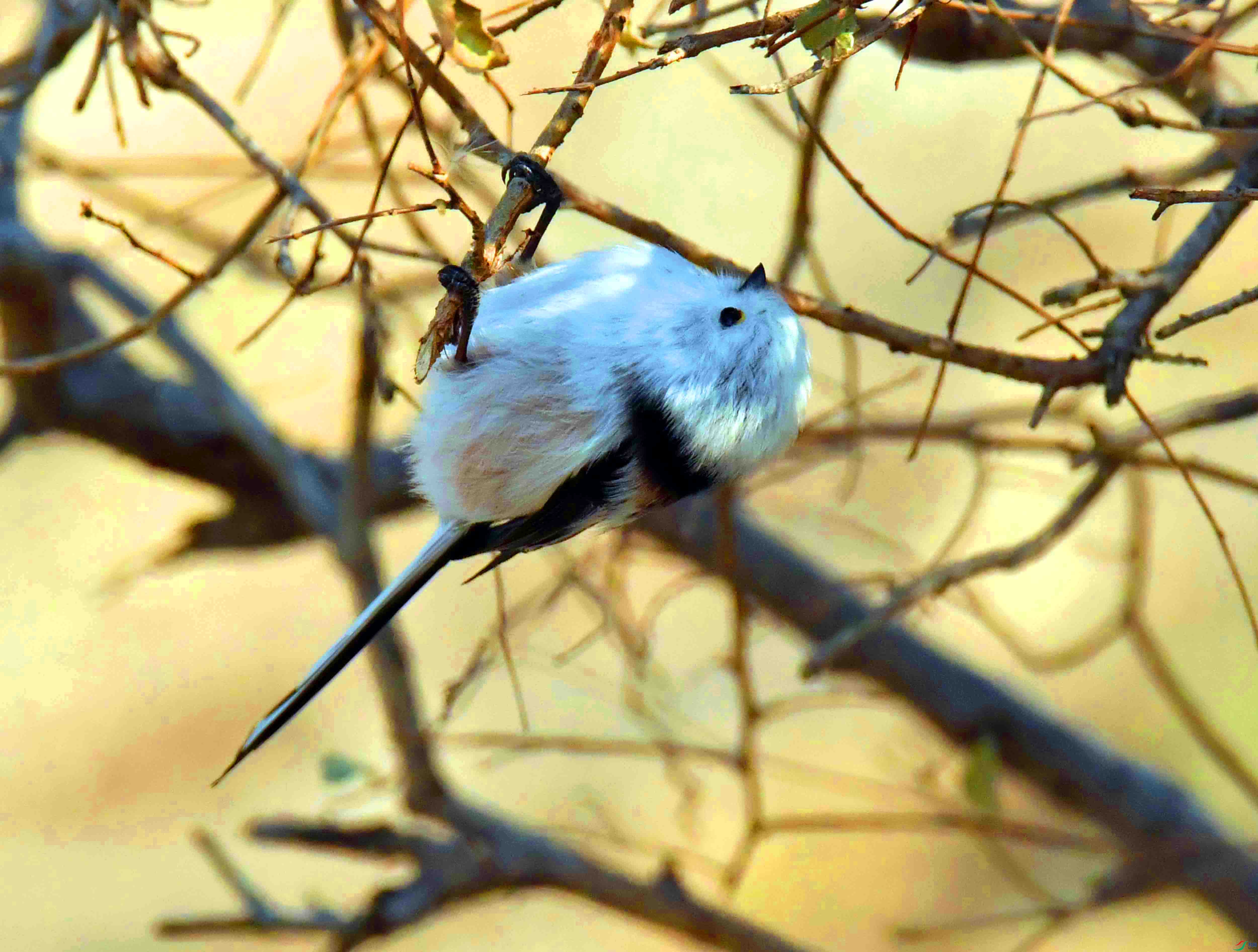 DSC_9689.JPG