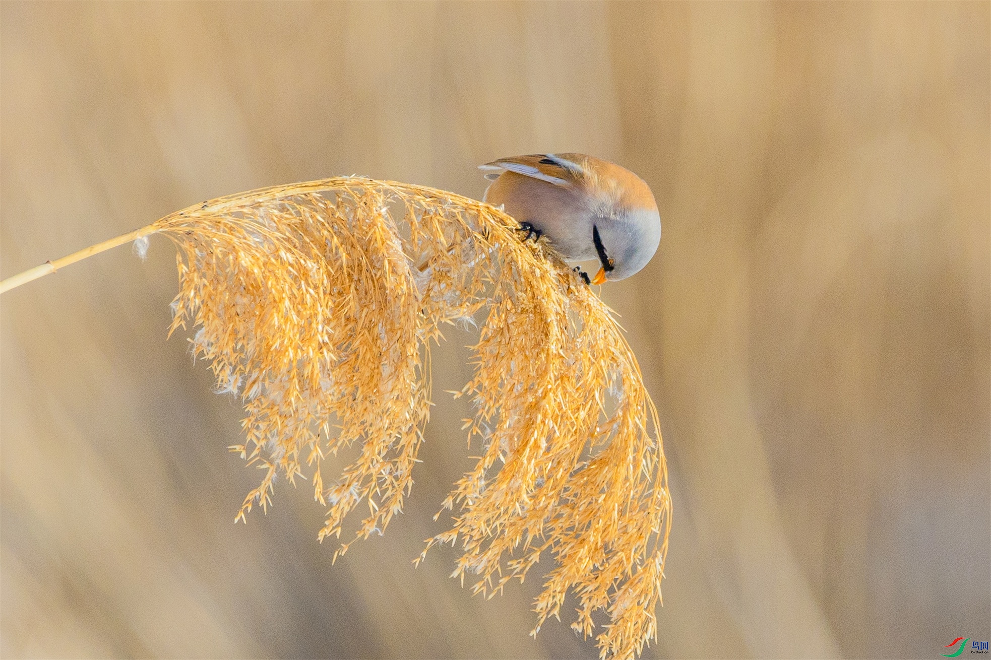 1K3A9068 ����1.jpg