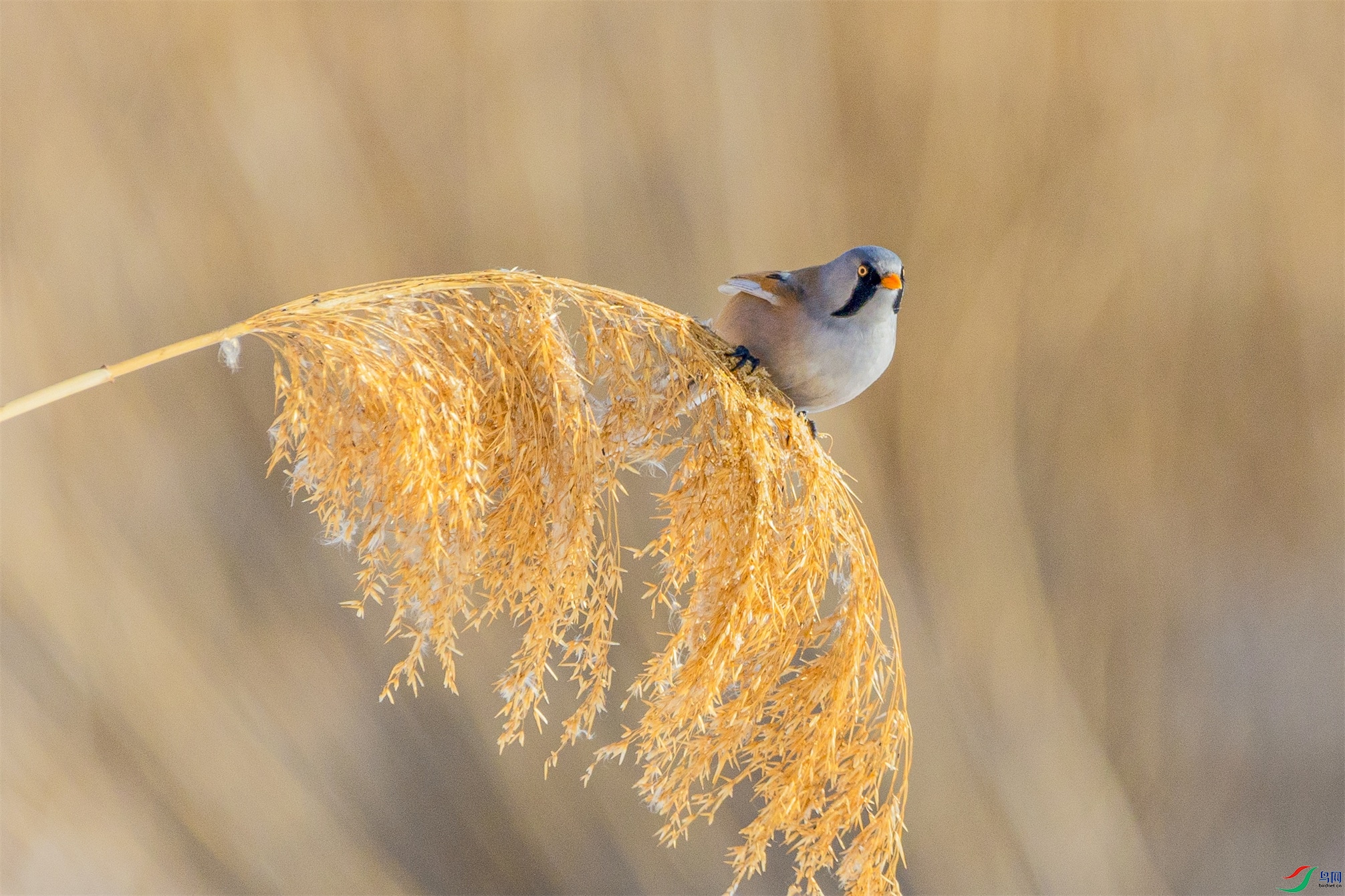 1K3A9076 ����1.jpg