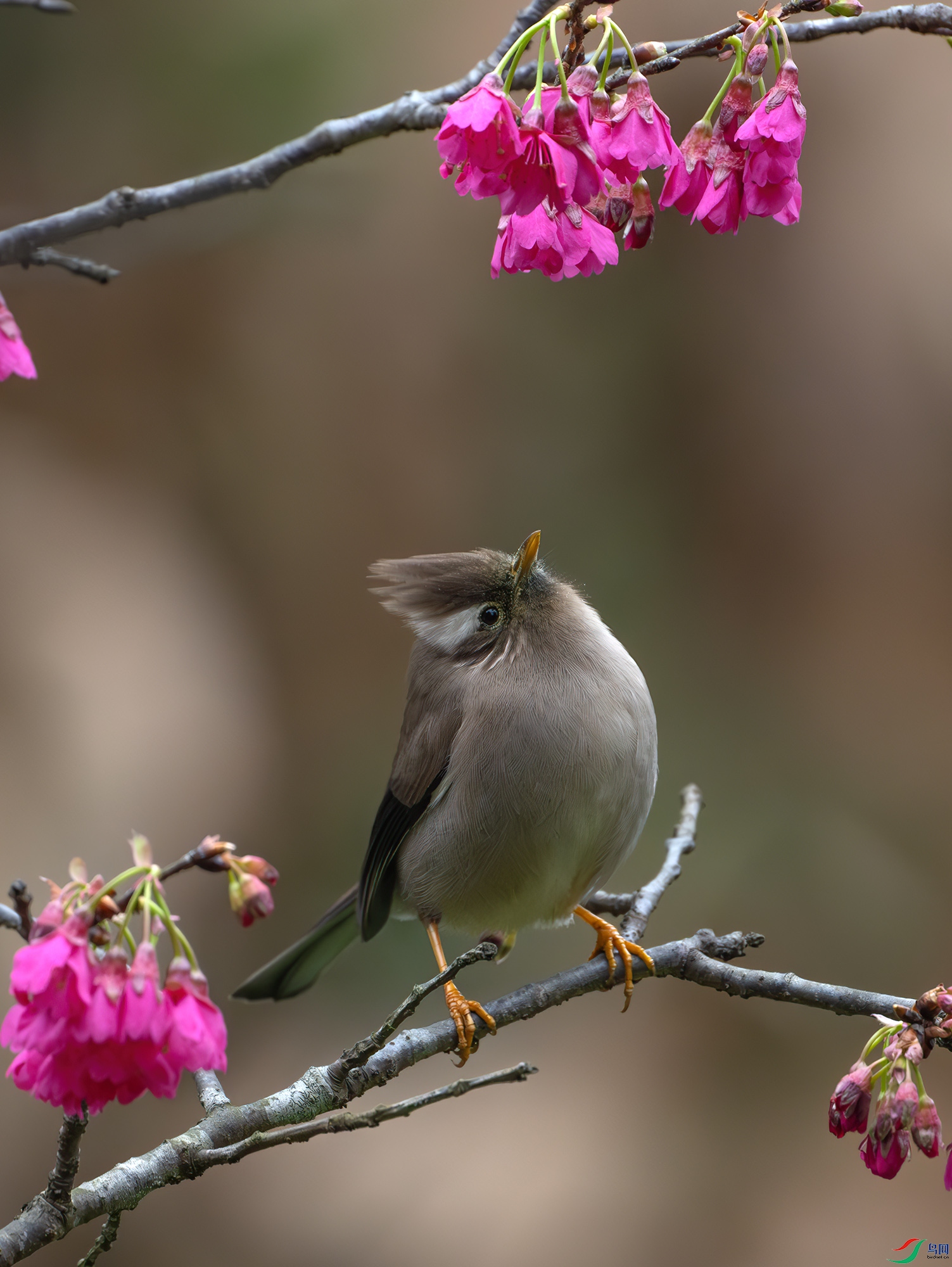 DSC_5579-����ǿ-NR ����.jpg