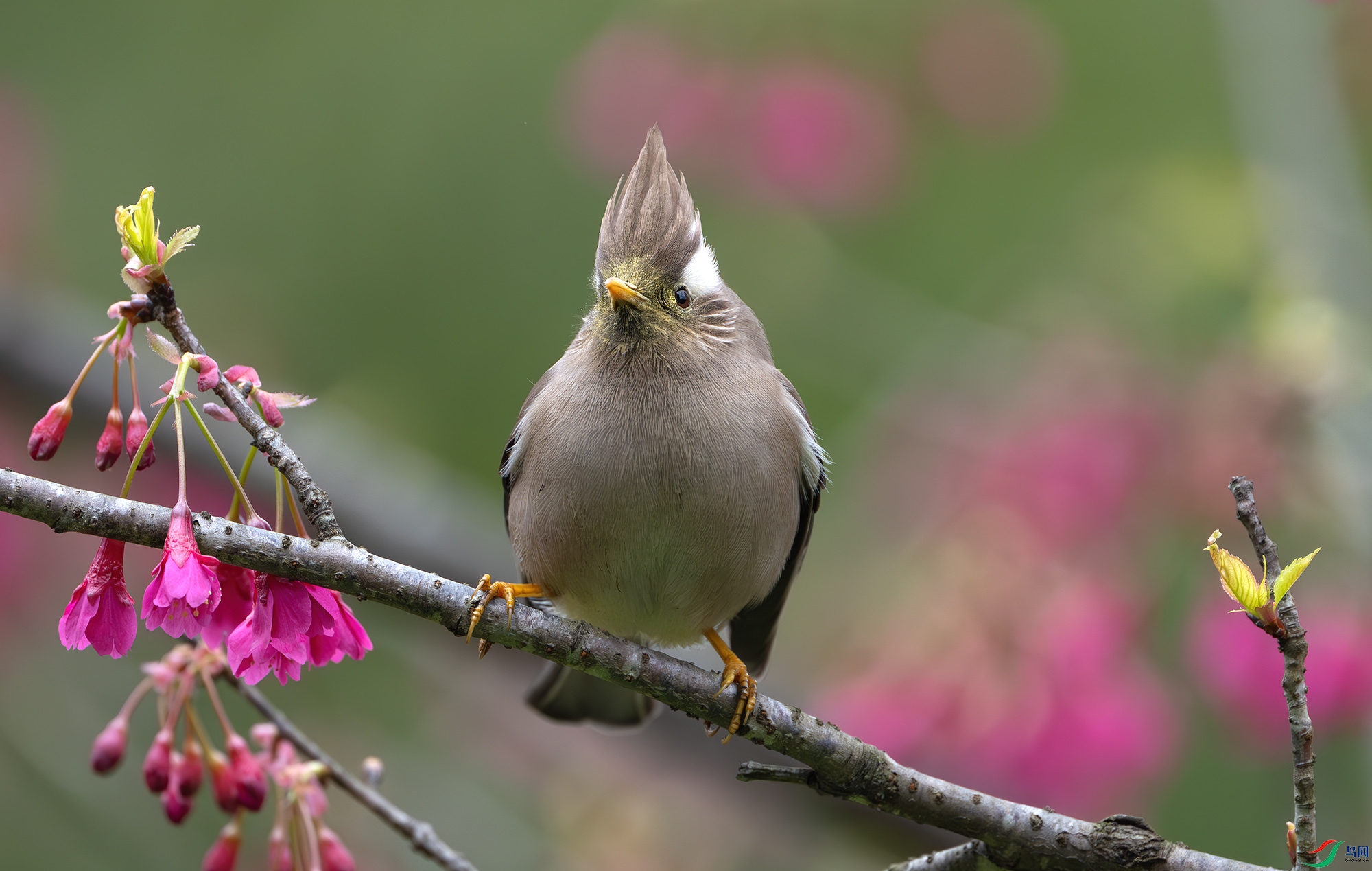 DSC_6753-����ǿ-NR ����.jpg