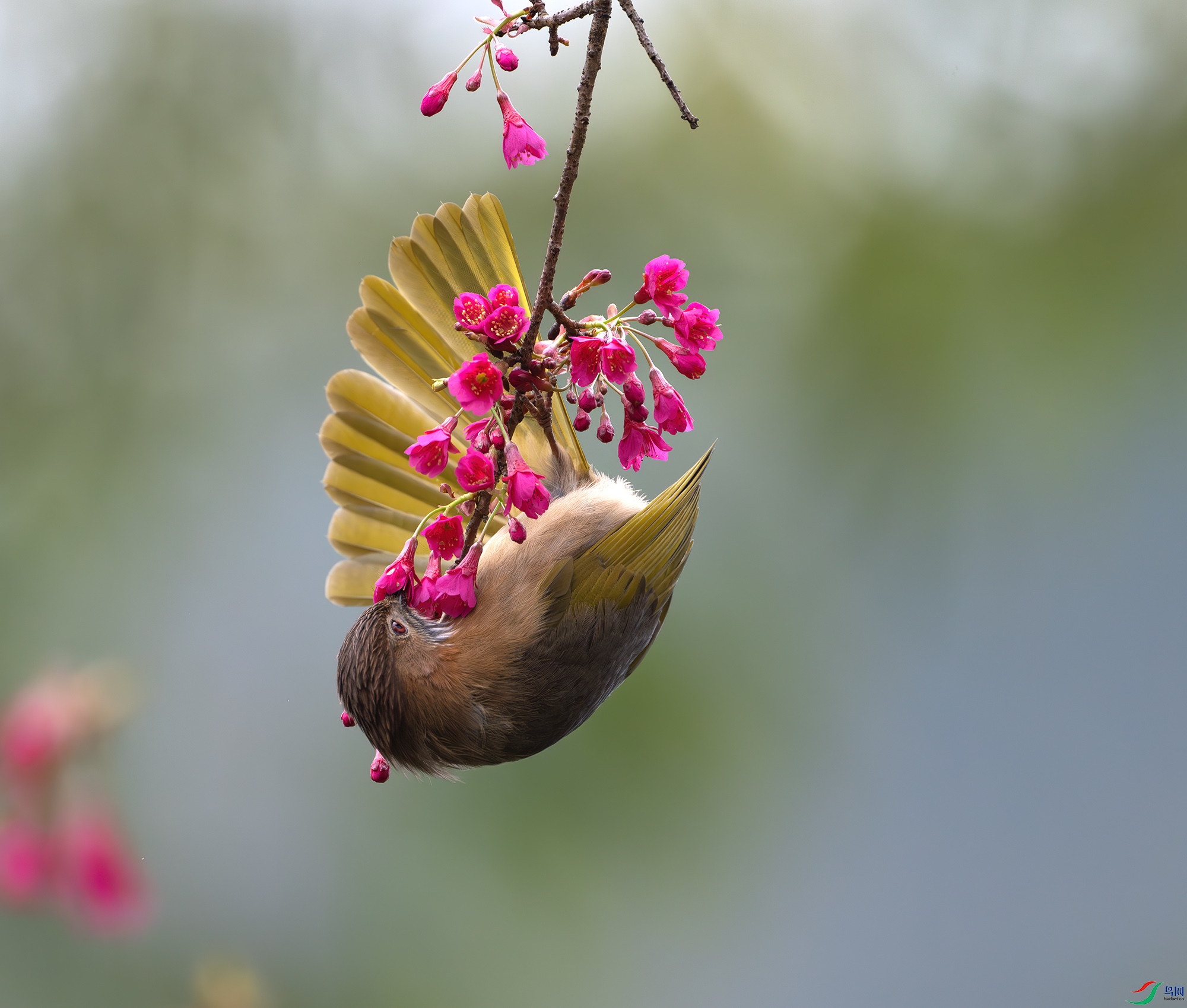 DSC_7726-����ǿ-NR ����.jpg