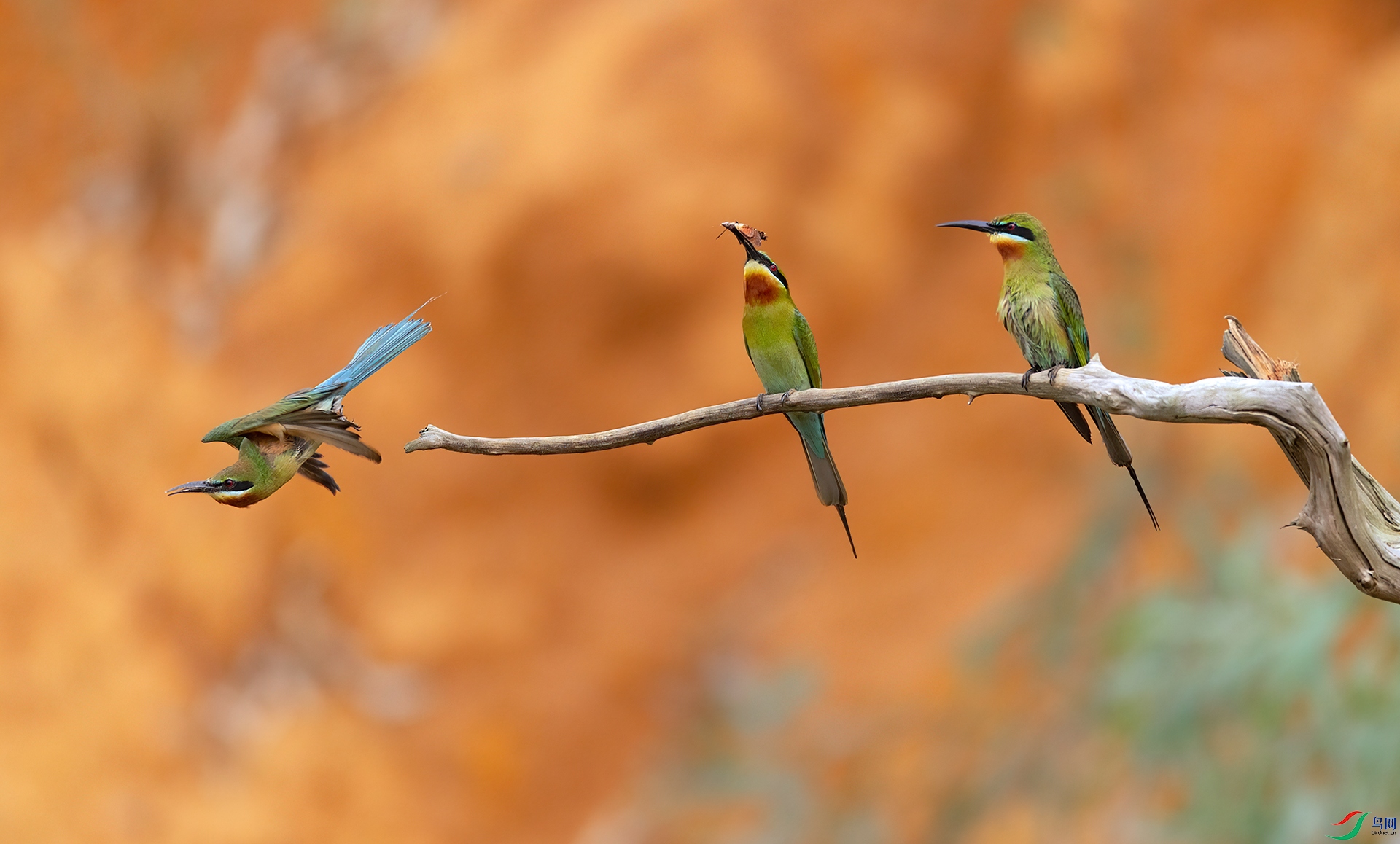 407A9685 ����-Sha--1  .jpg