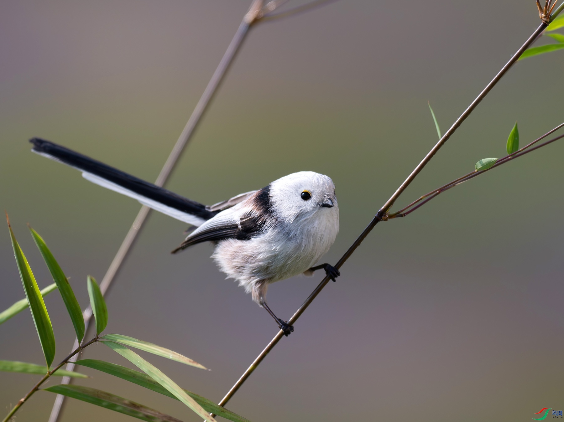 DSC_8500f.jpg