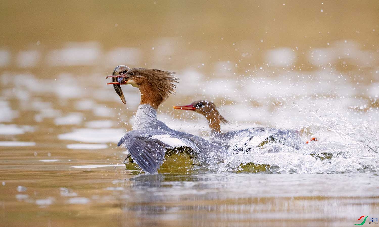 DSC_2482 ����.jpg