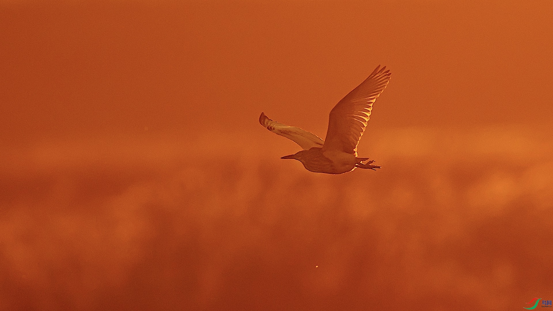 2DSC_0685 ����.jpeg