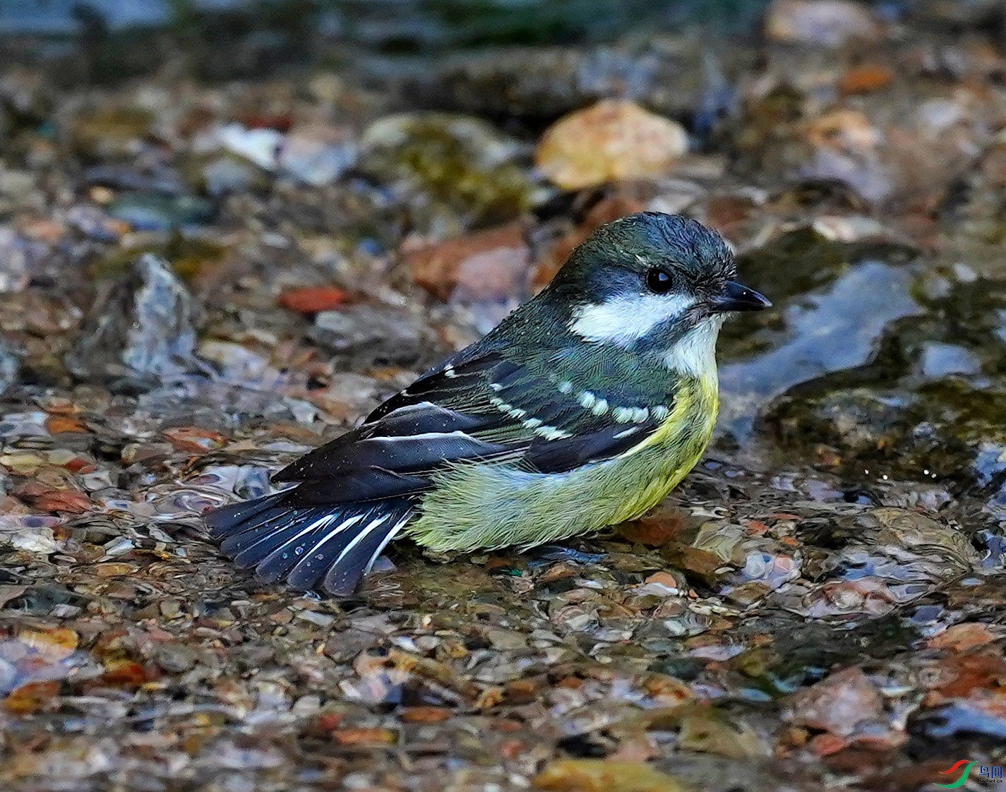 DSC09607-2023-4-17.JPG