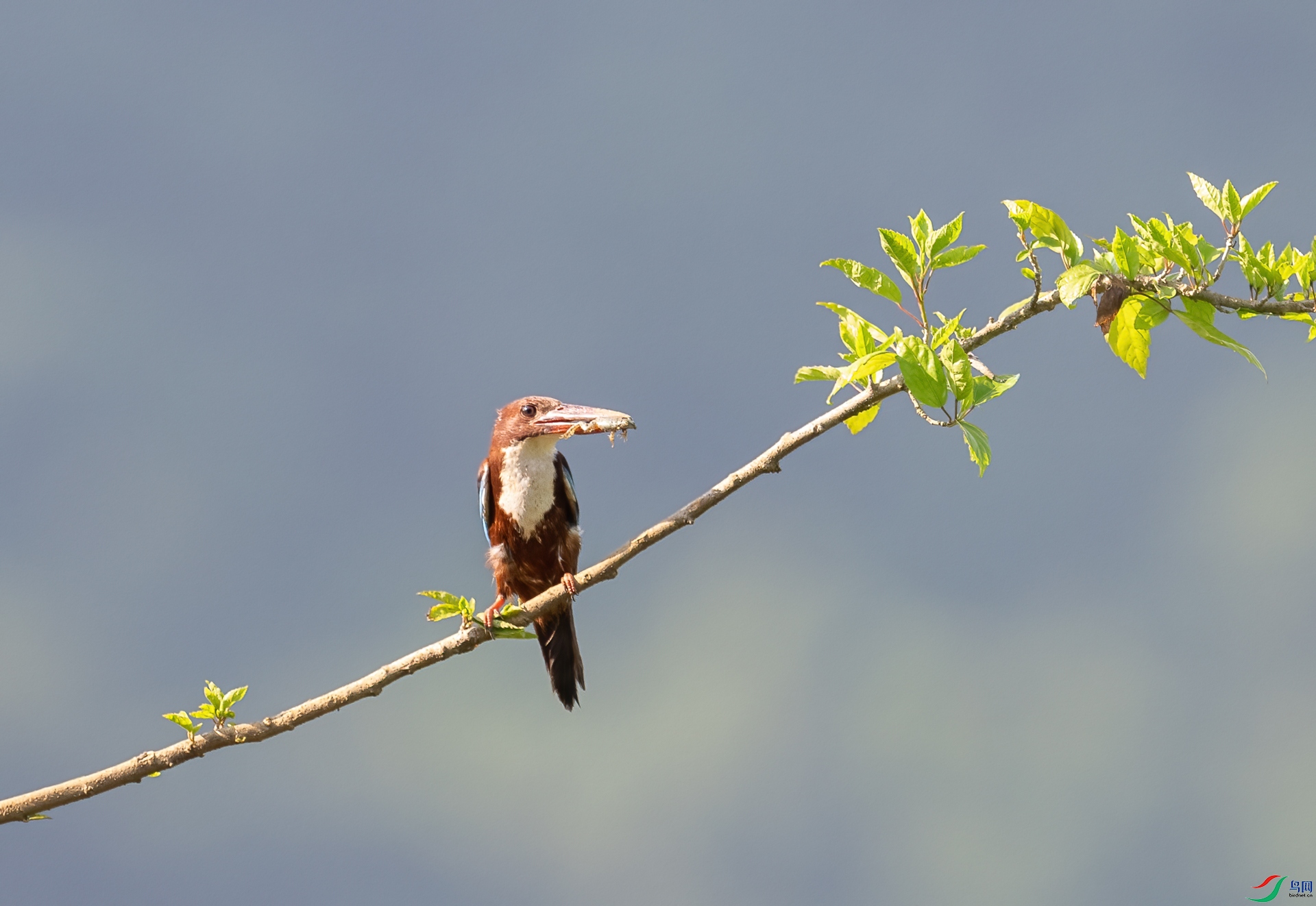 DSC_4382-1.jpg