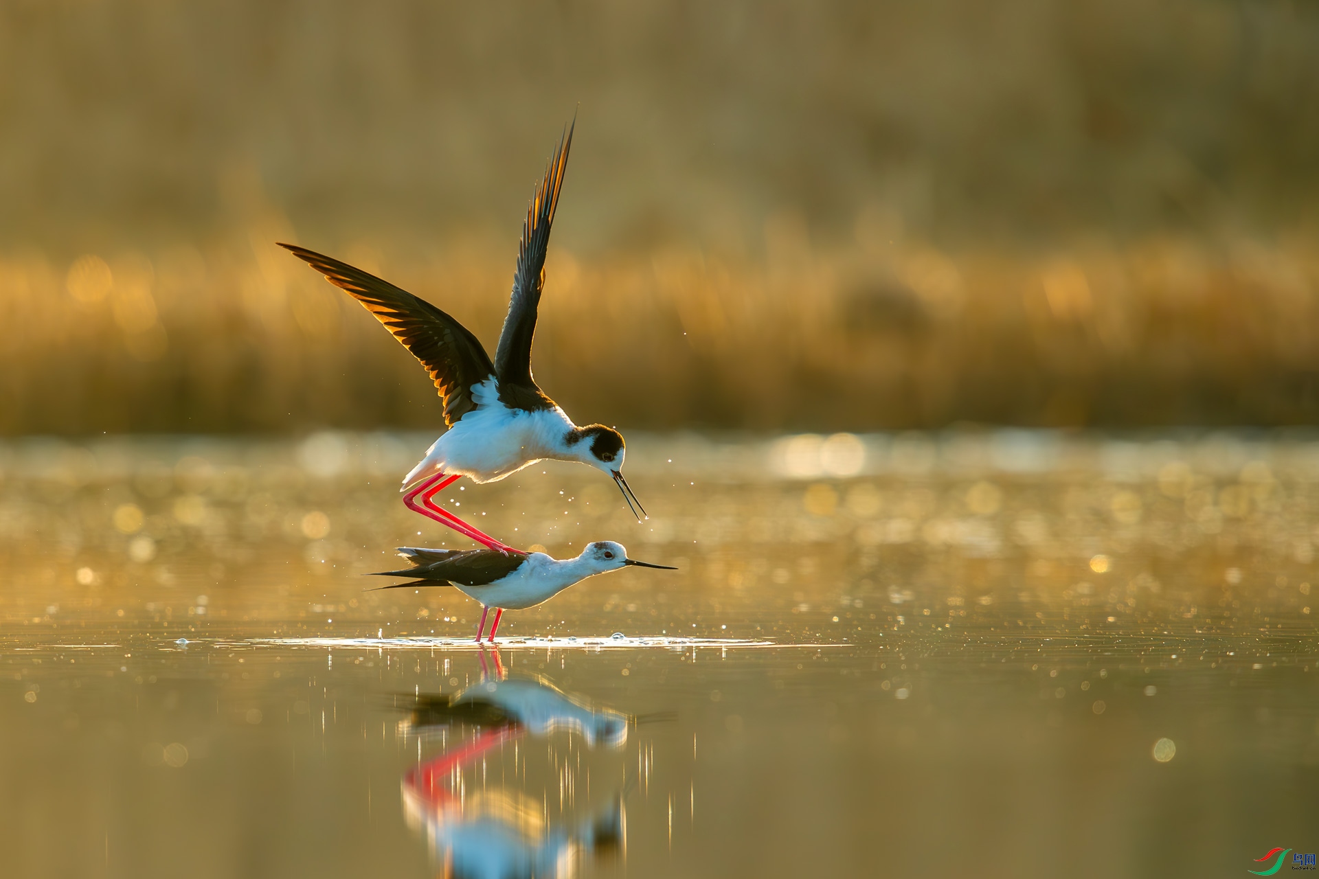 YBI_3795.jpg