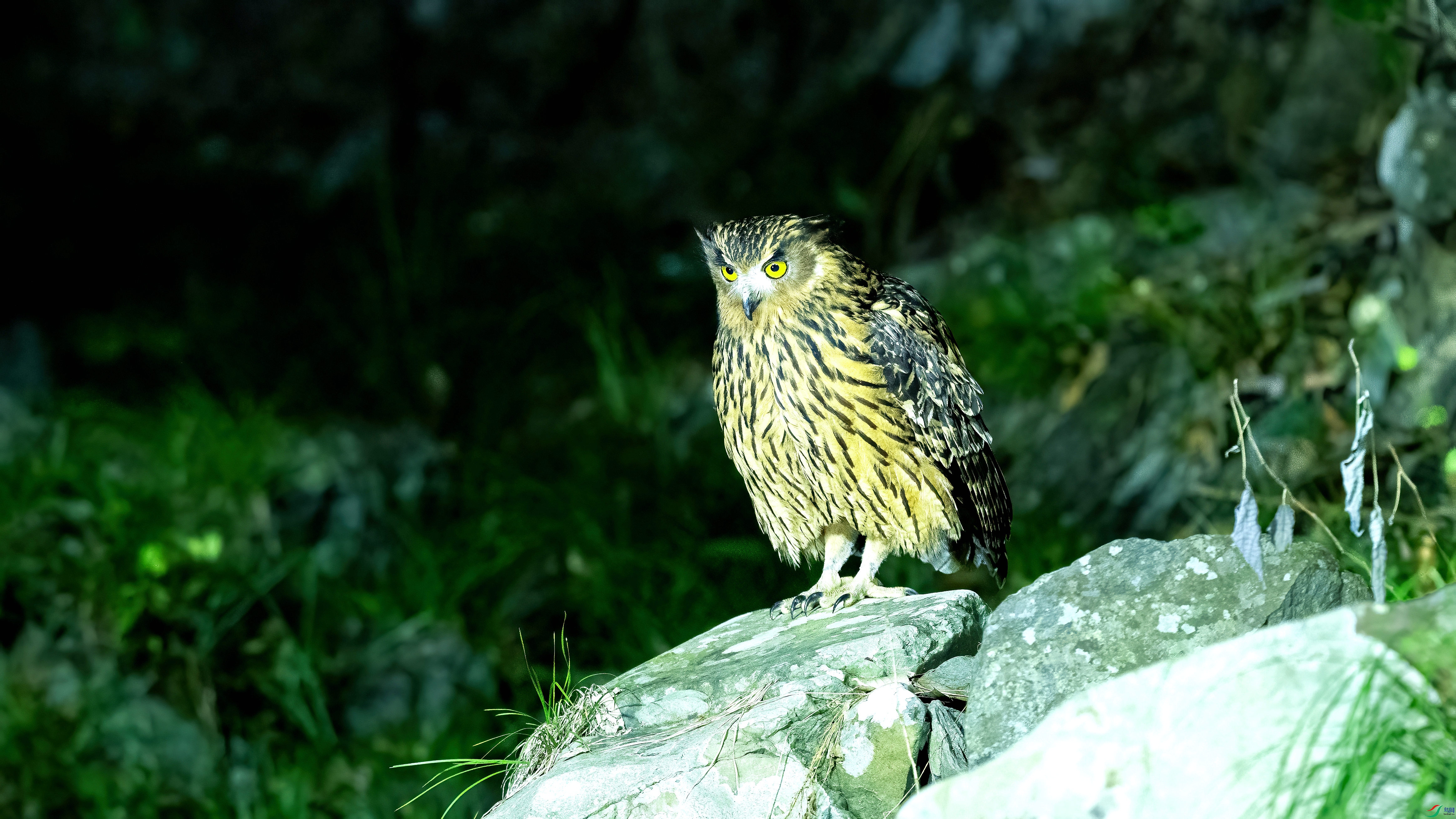DSC_8016.jpg