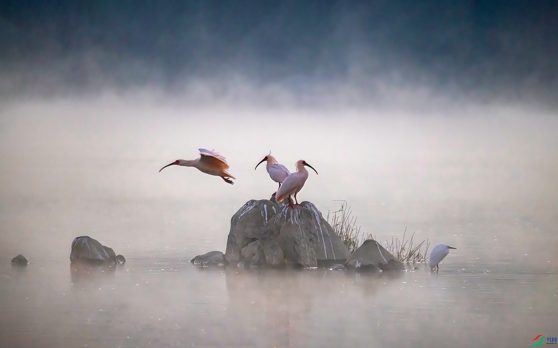 _07A5636 ����---2-Sha---1  .jpg