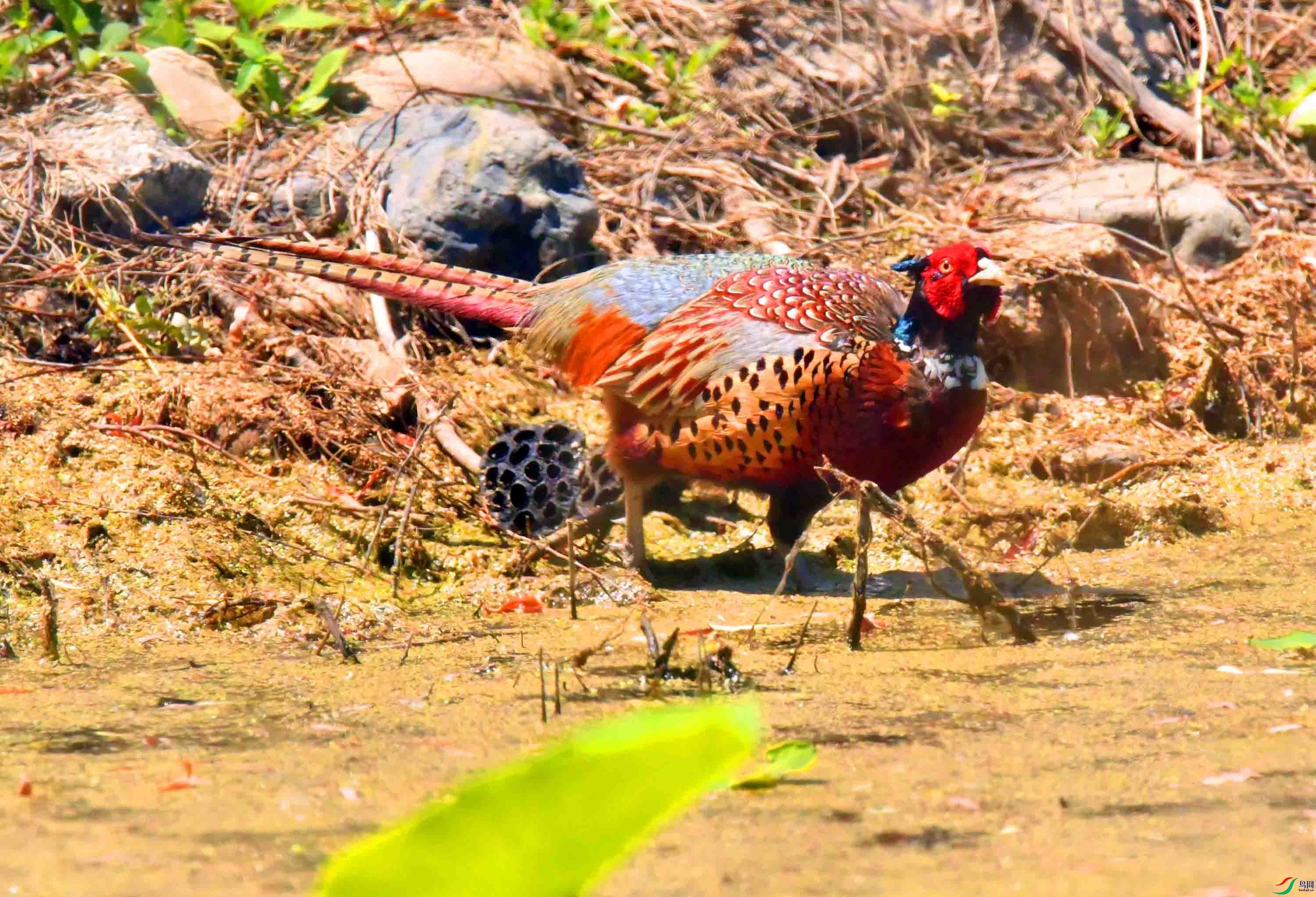 DSC_9819.JPG