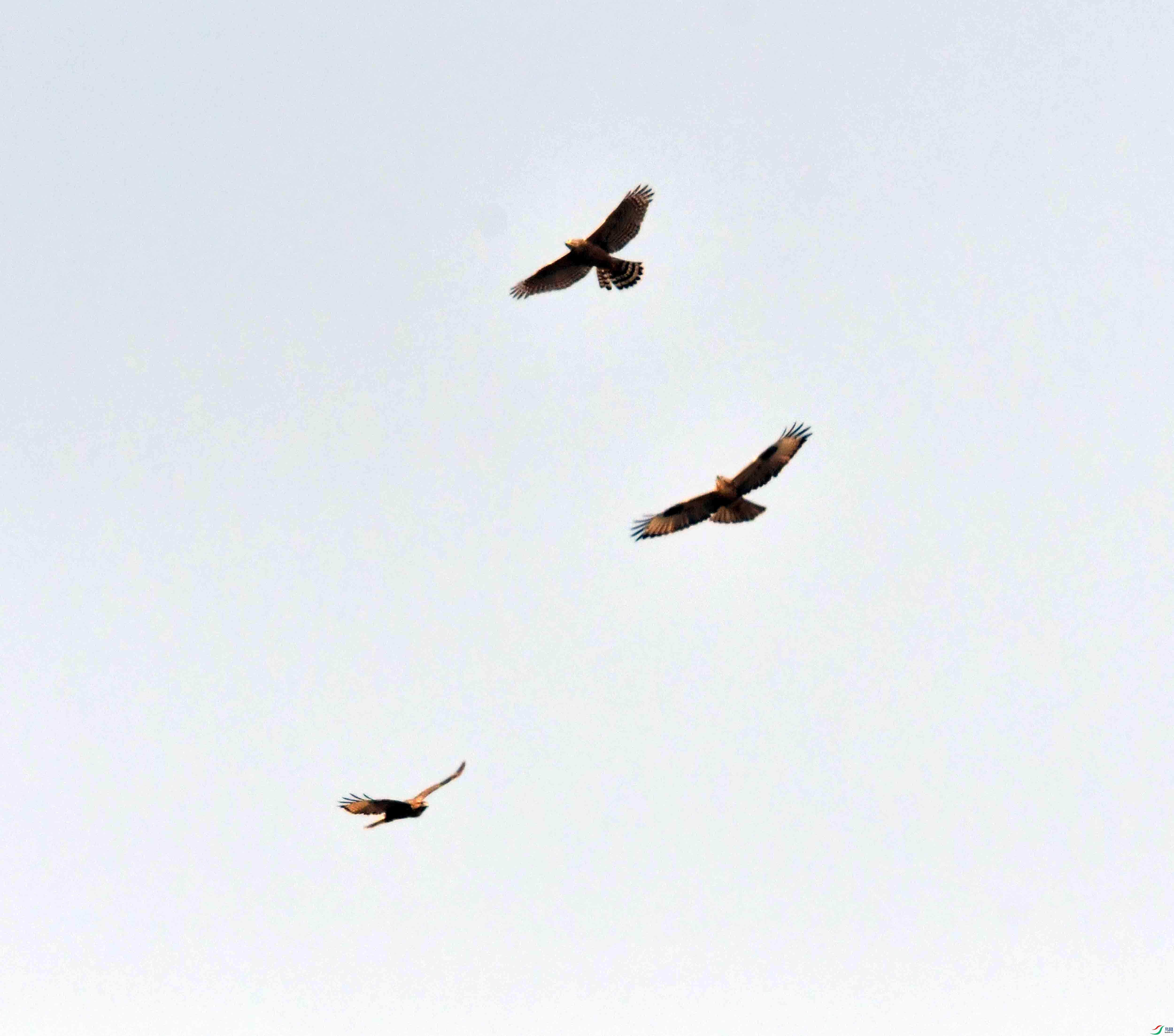 DSC_7795.JPG