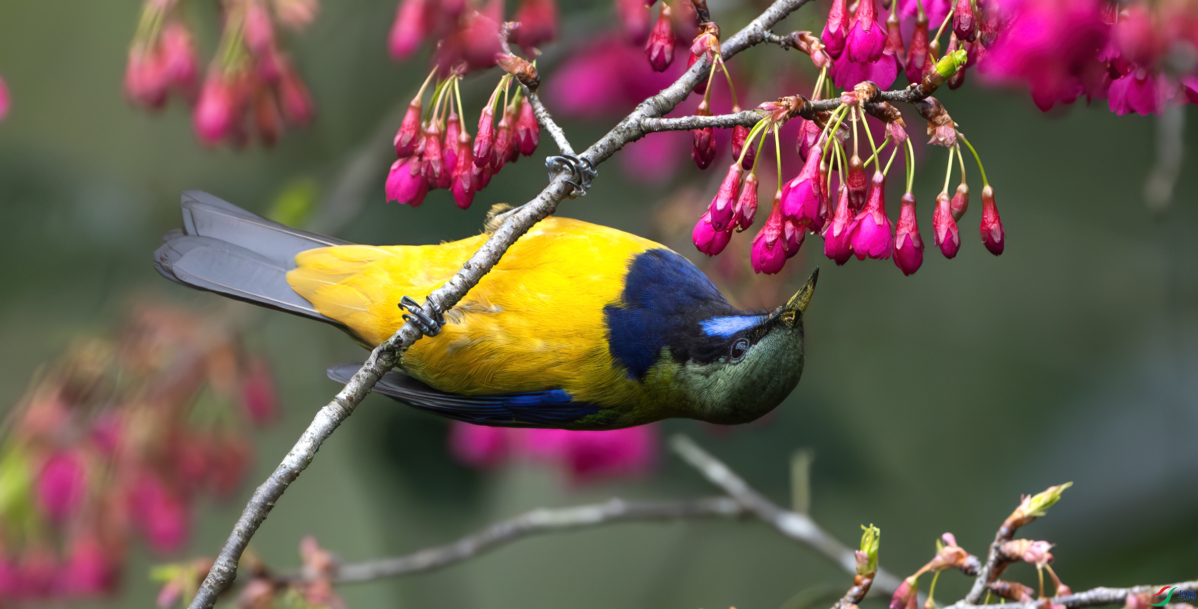 DSC_7968-����ǿ-NR ����.jpg