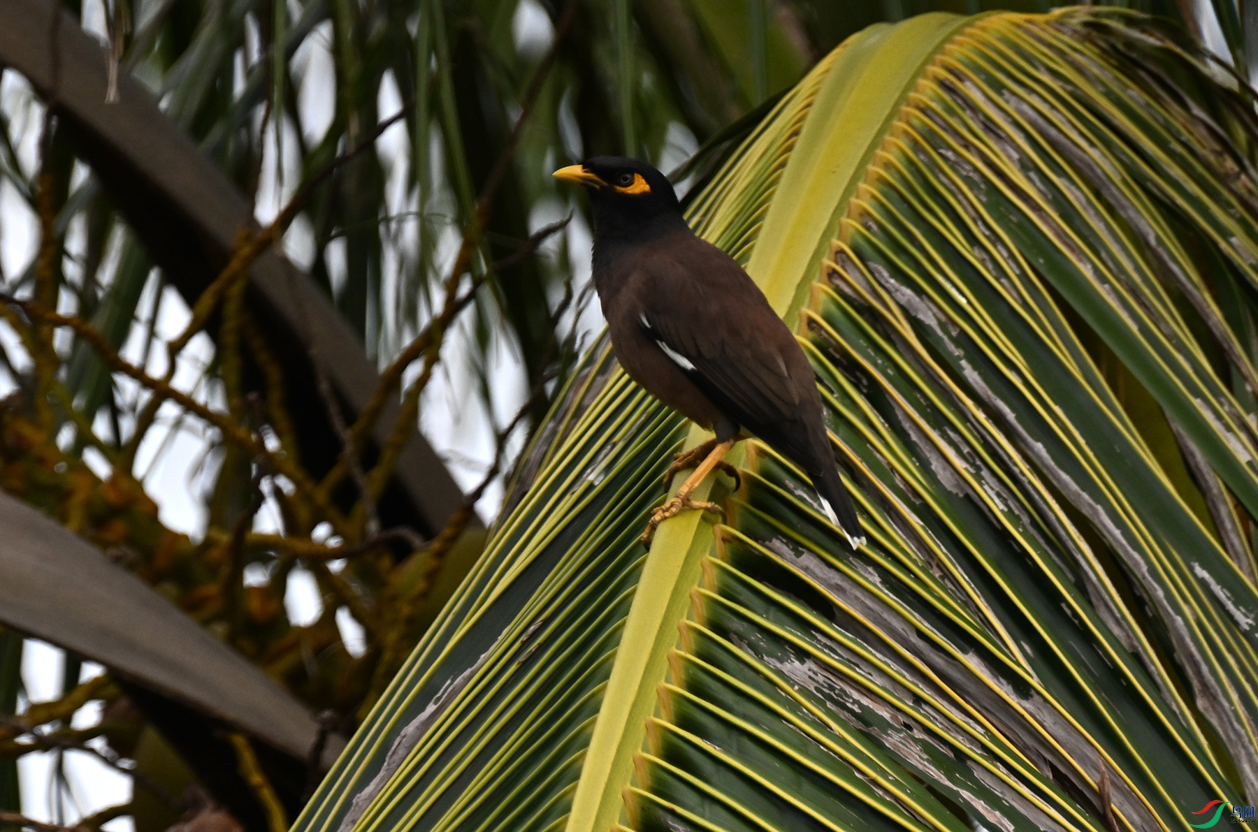 DSC_0672a.jpg
