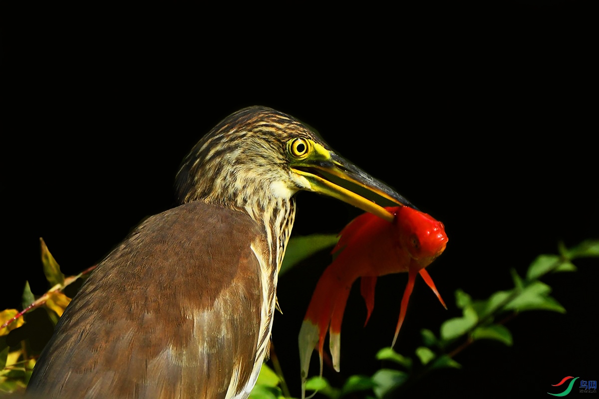 DSC_4424_.jpg