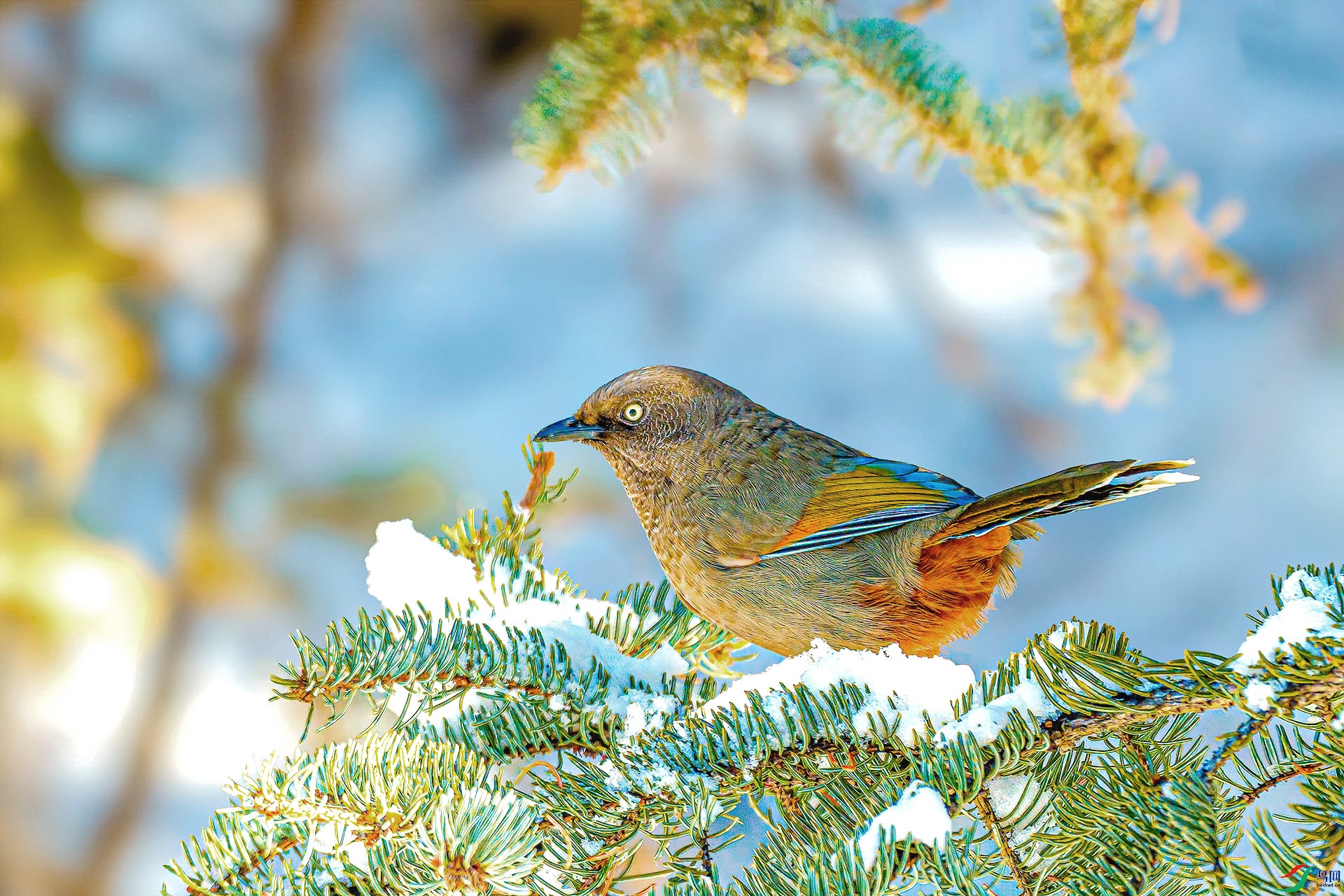 DSC_4516 ����.jpg