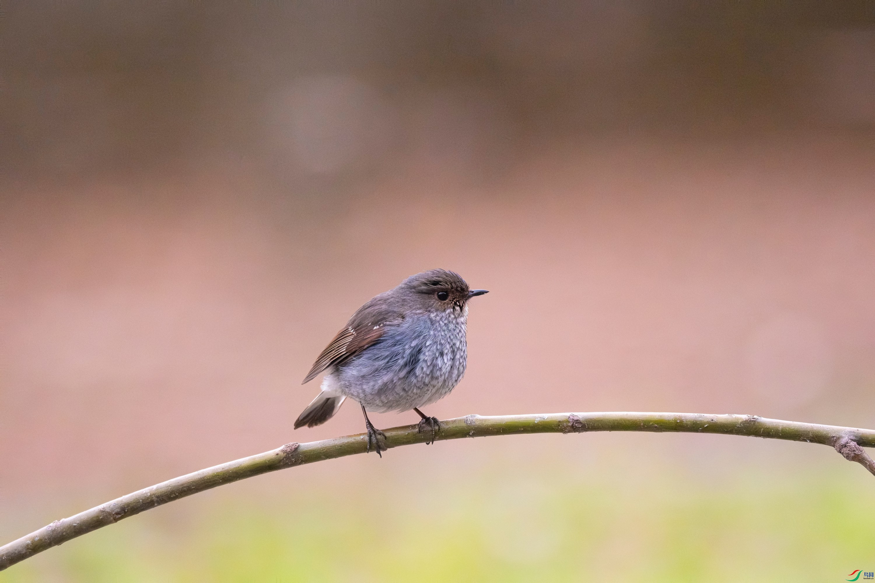 DSCF4201 ����.jpg