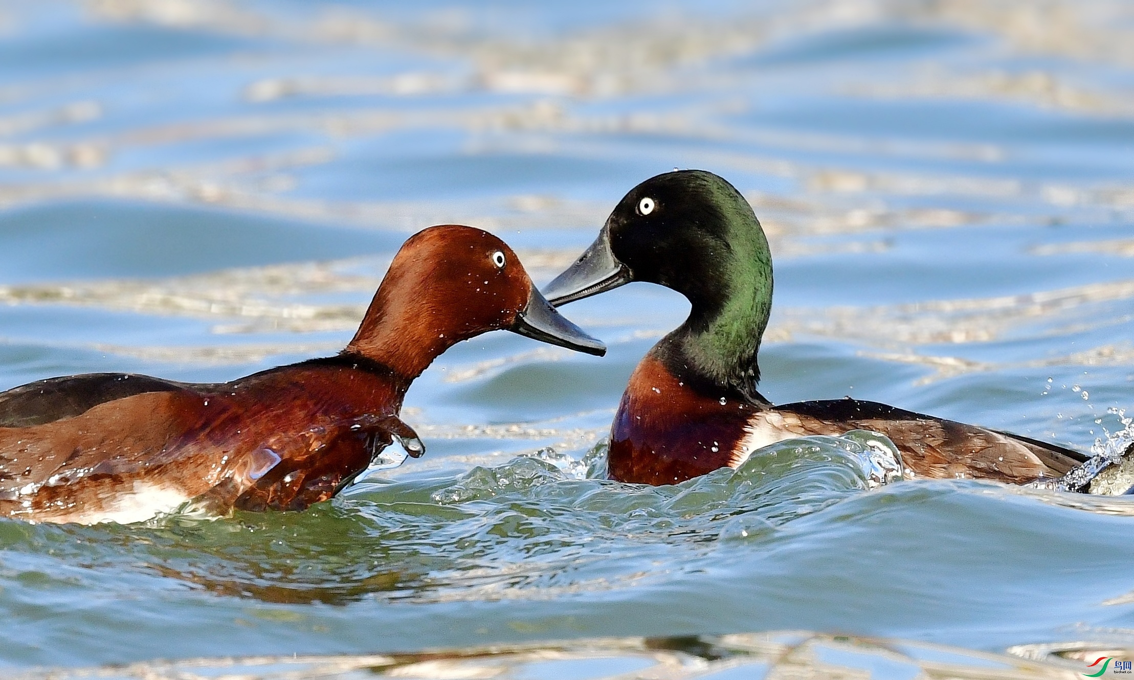 DSC_6564_conew7.jpg