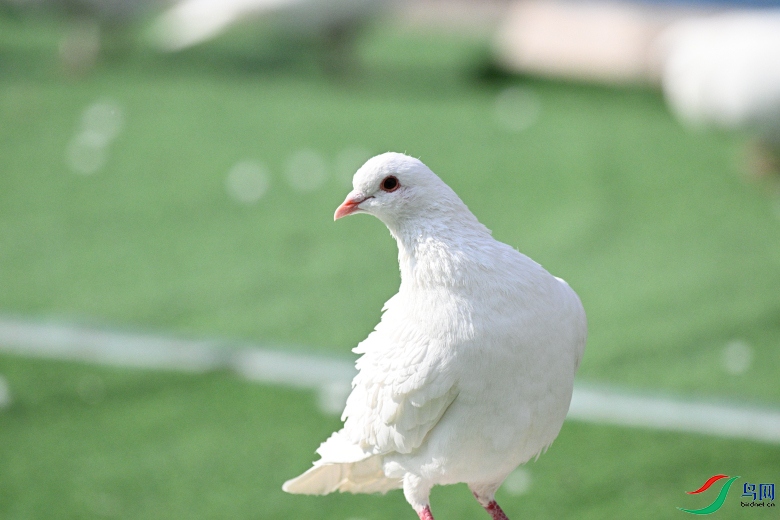 DSC_5937.JPG