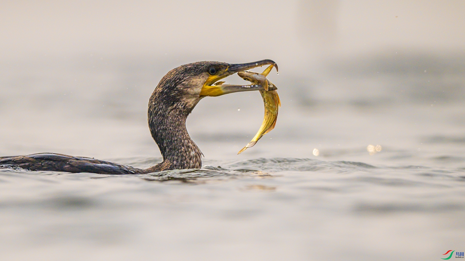 1_XXL3591 ����.jpeg