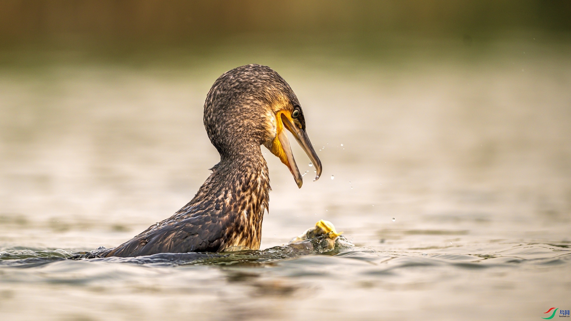 1_XXL6001 ����.jpeg