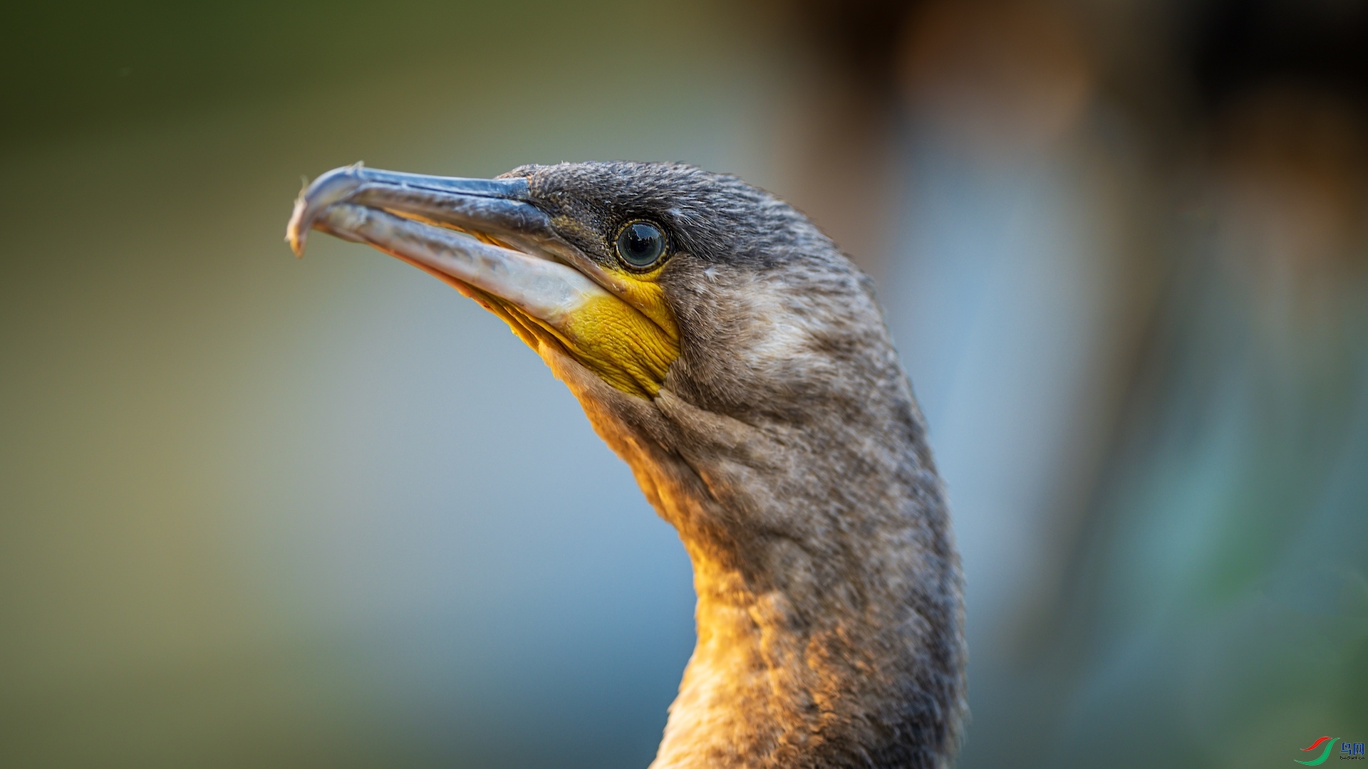 2_XXL3271 ����.jpeg