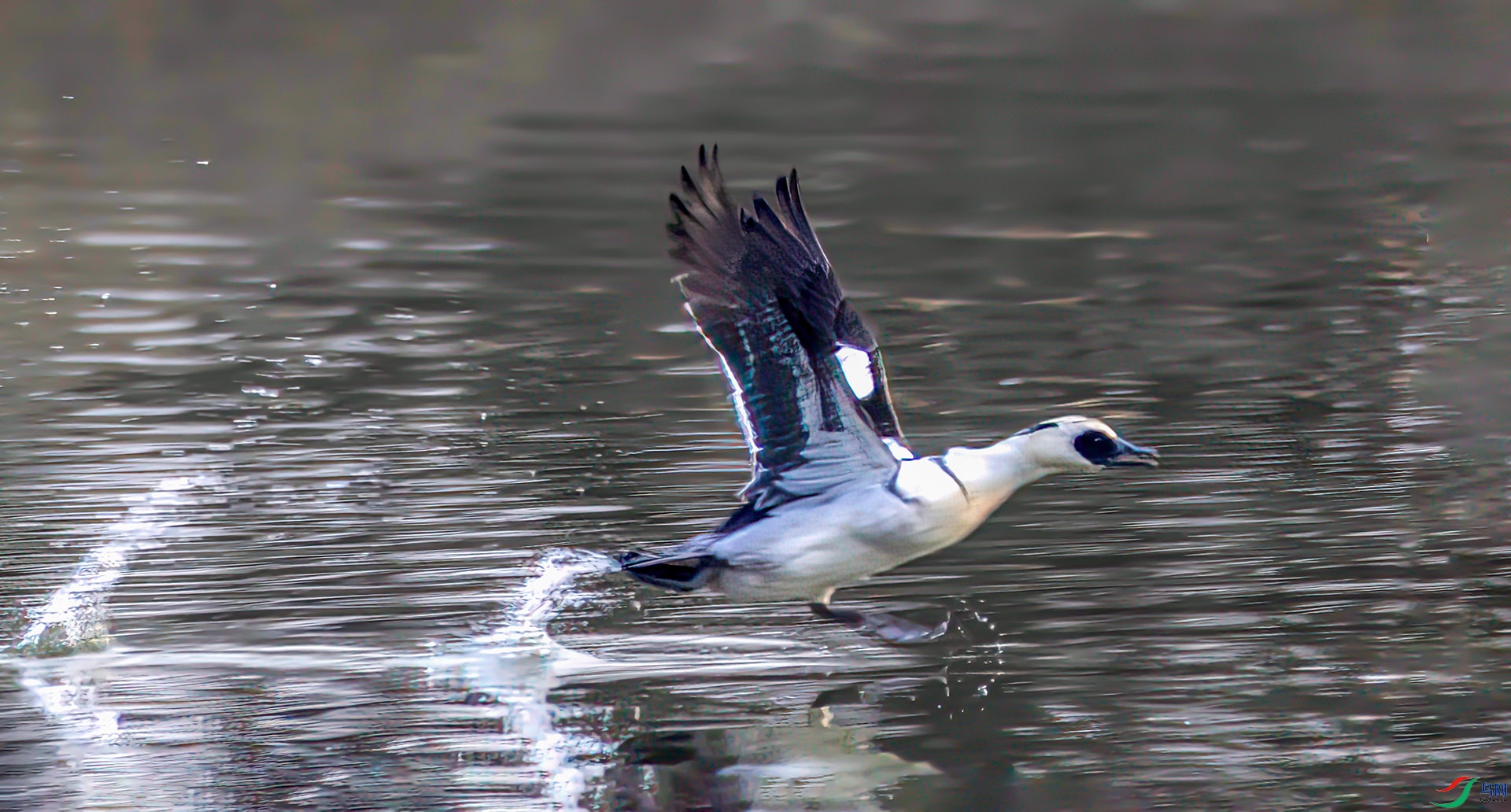 _60A9912 ����-Sha----1 .jpg