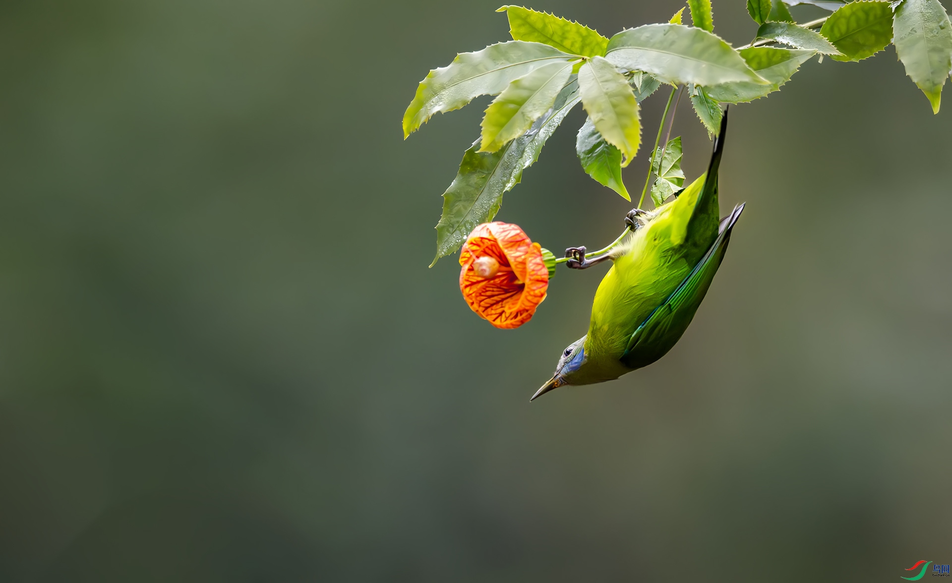 �������ϵĳȸ�Ҷ��