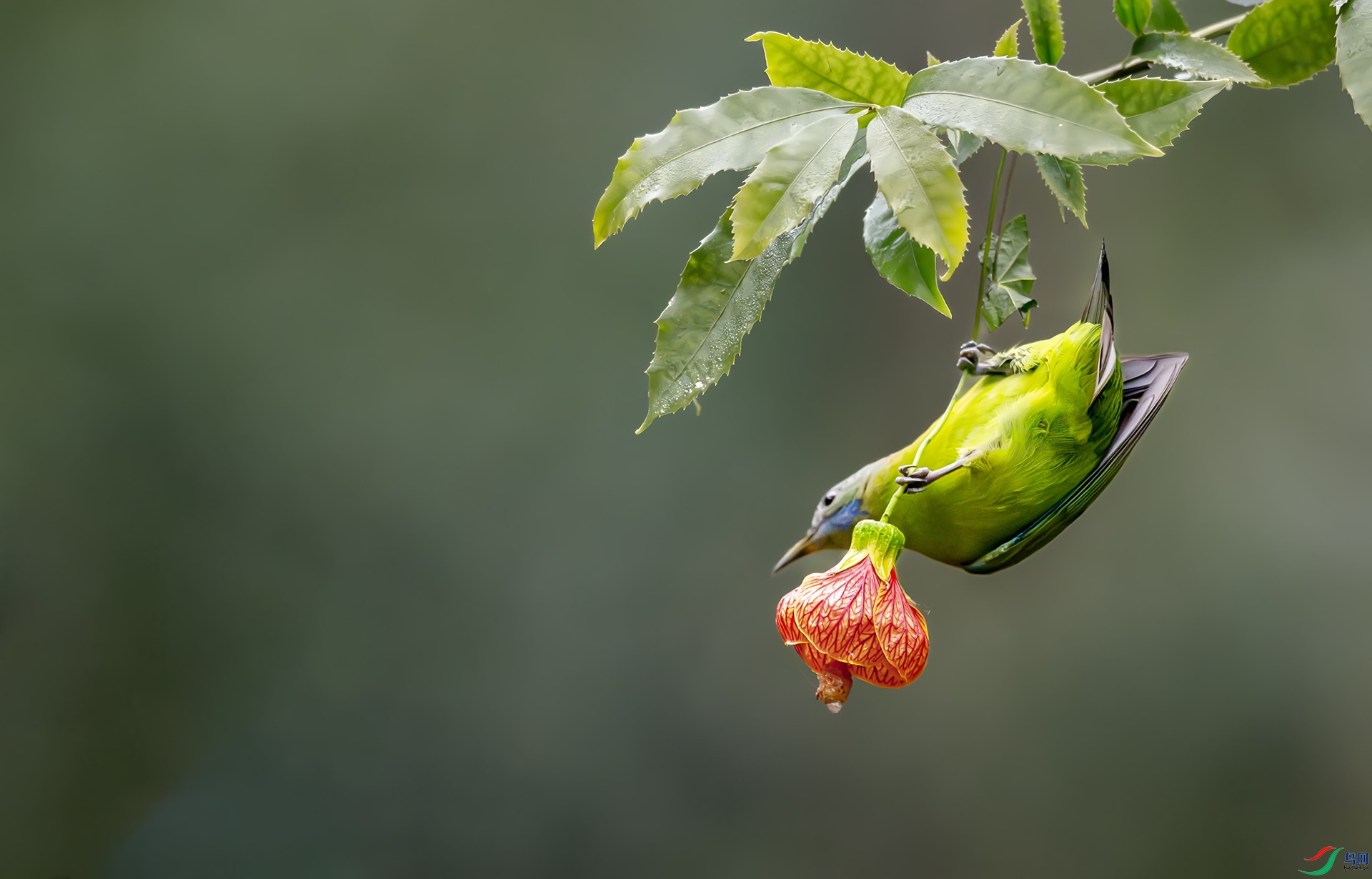 �������ϵĳȸ�Ҷ��