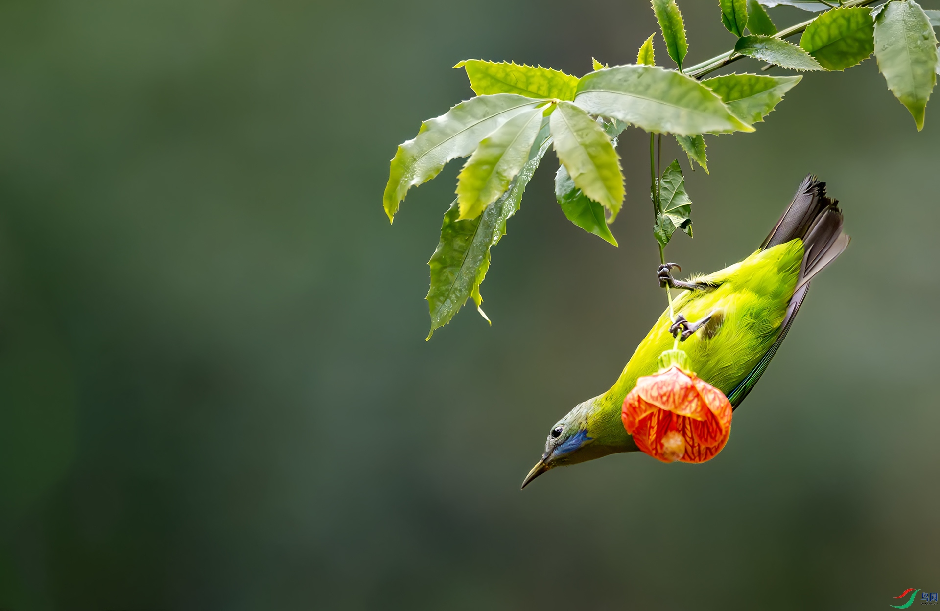 �������ϵĳȸ�Ҷ��