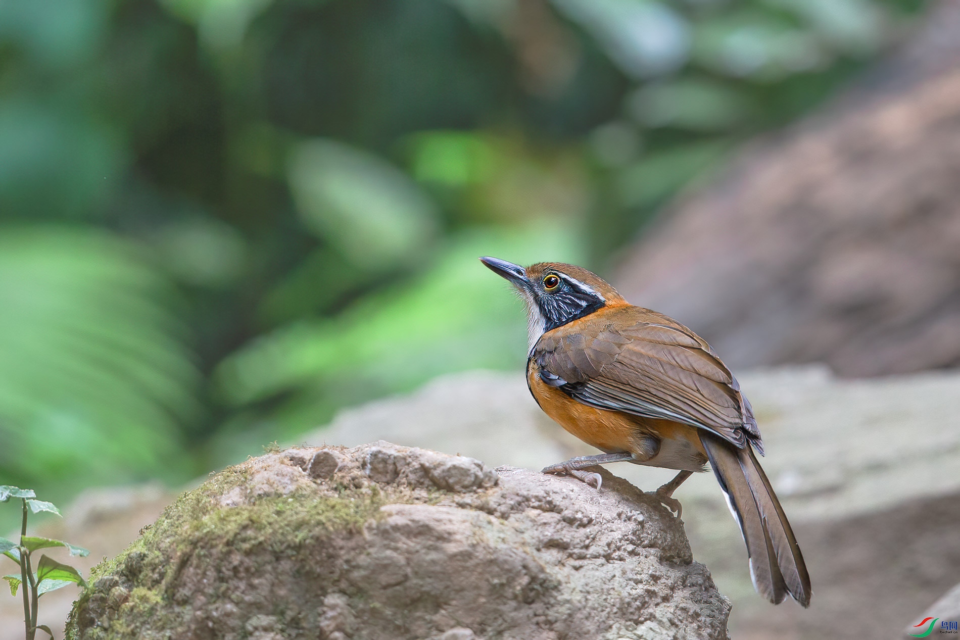a_68125-1.jpg