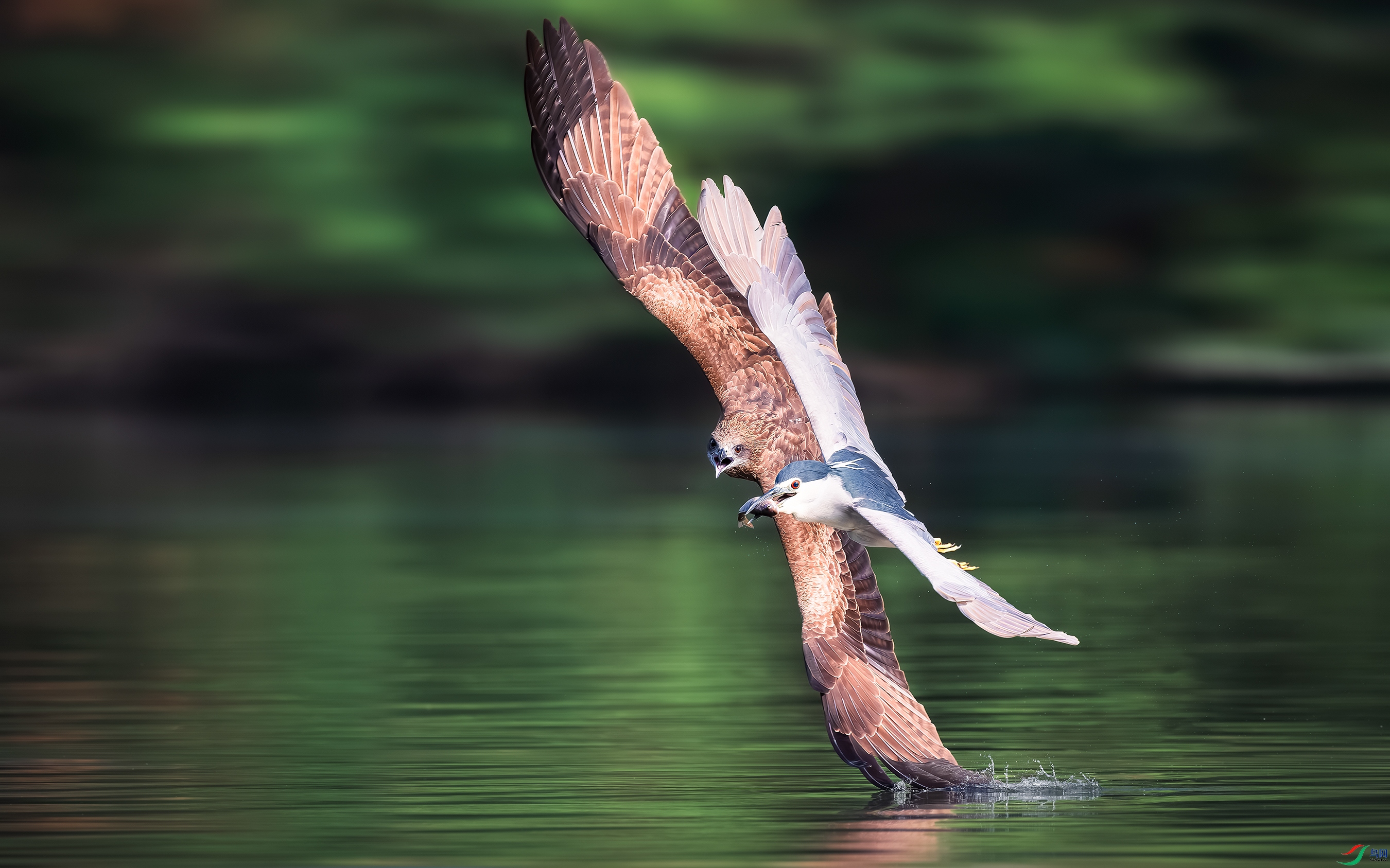 DSC_4774-����ǿ-NR ���� 2.jpg
