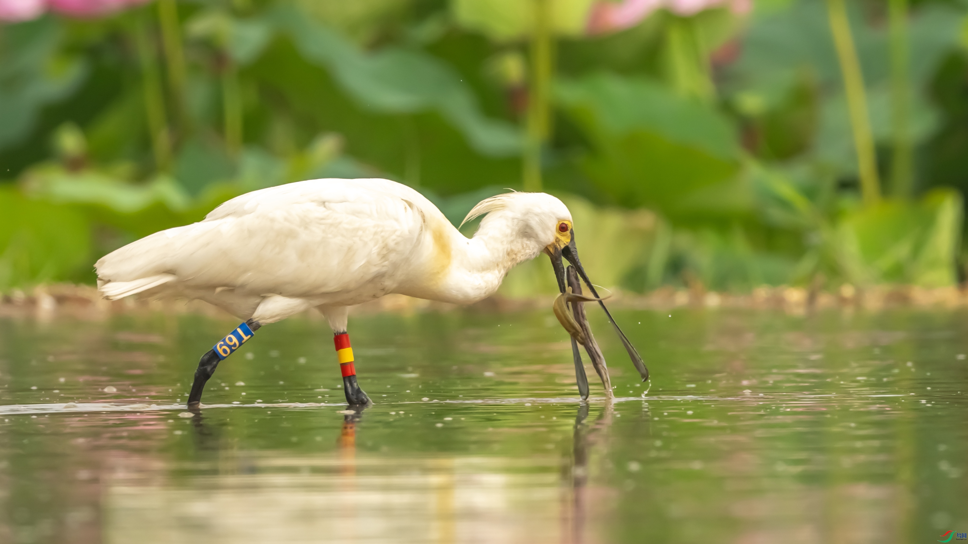 3-7094 ����.jpg