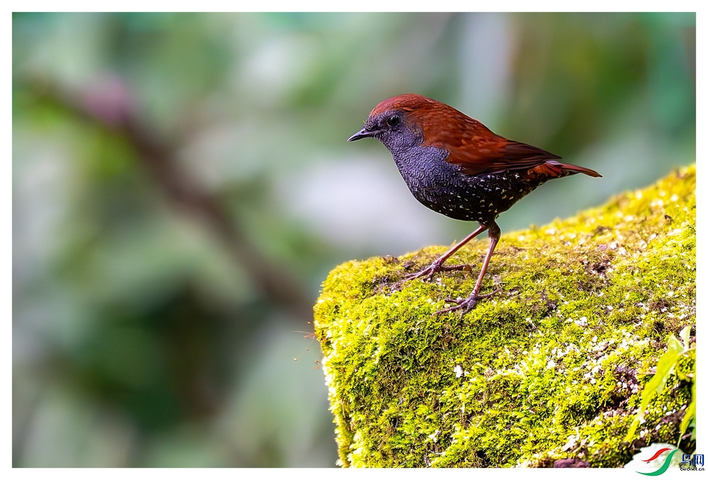 _DSC6818-����ǿ-NR ����_1.jpg