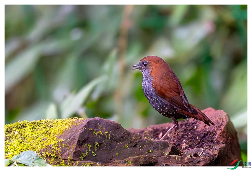 _DSC6726-����ǿ-NR ����_1.jpg