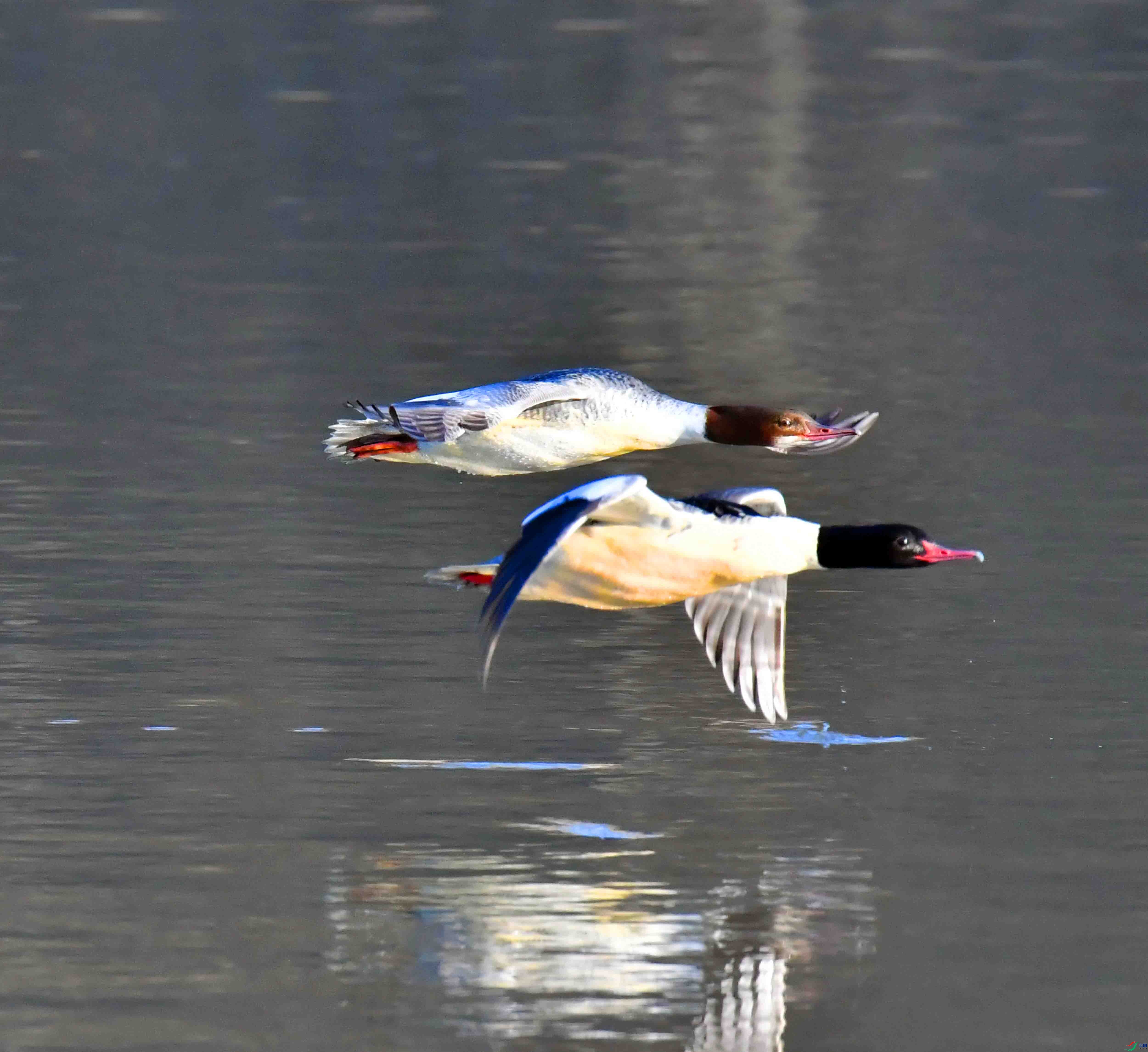 DSC_9765.JPG