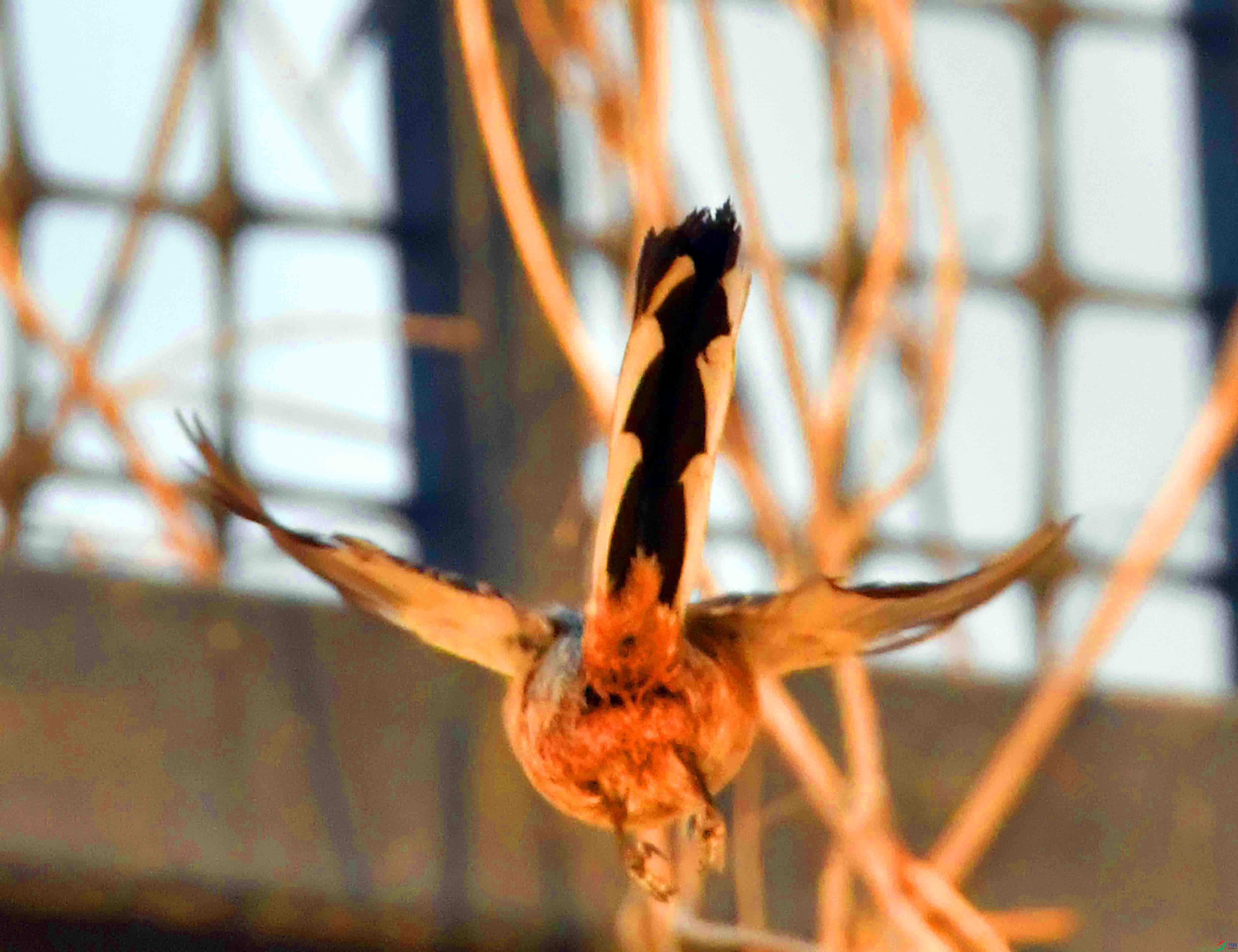 DSC_3929.JPG
