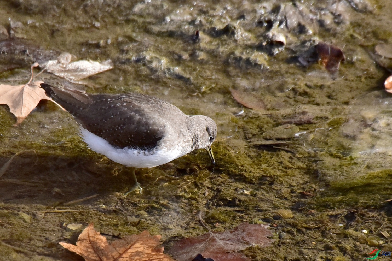 DSC_4076.JPG