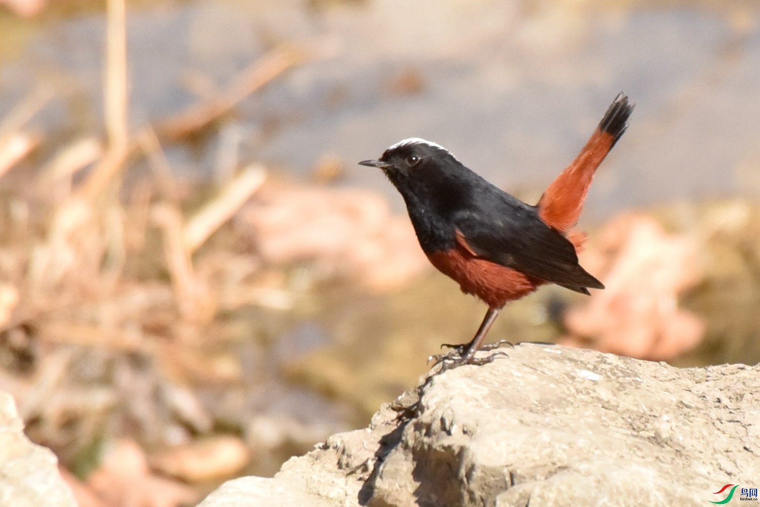 DSC_9588.JPG