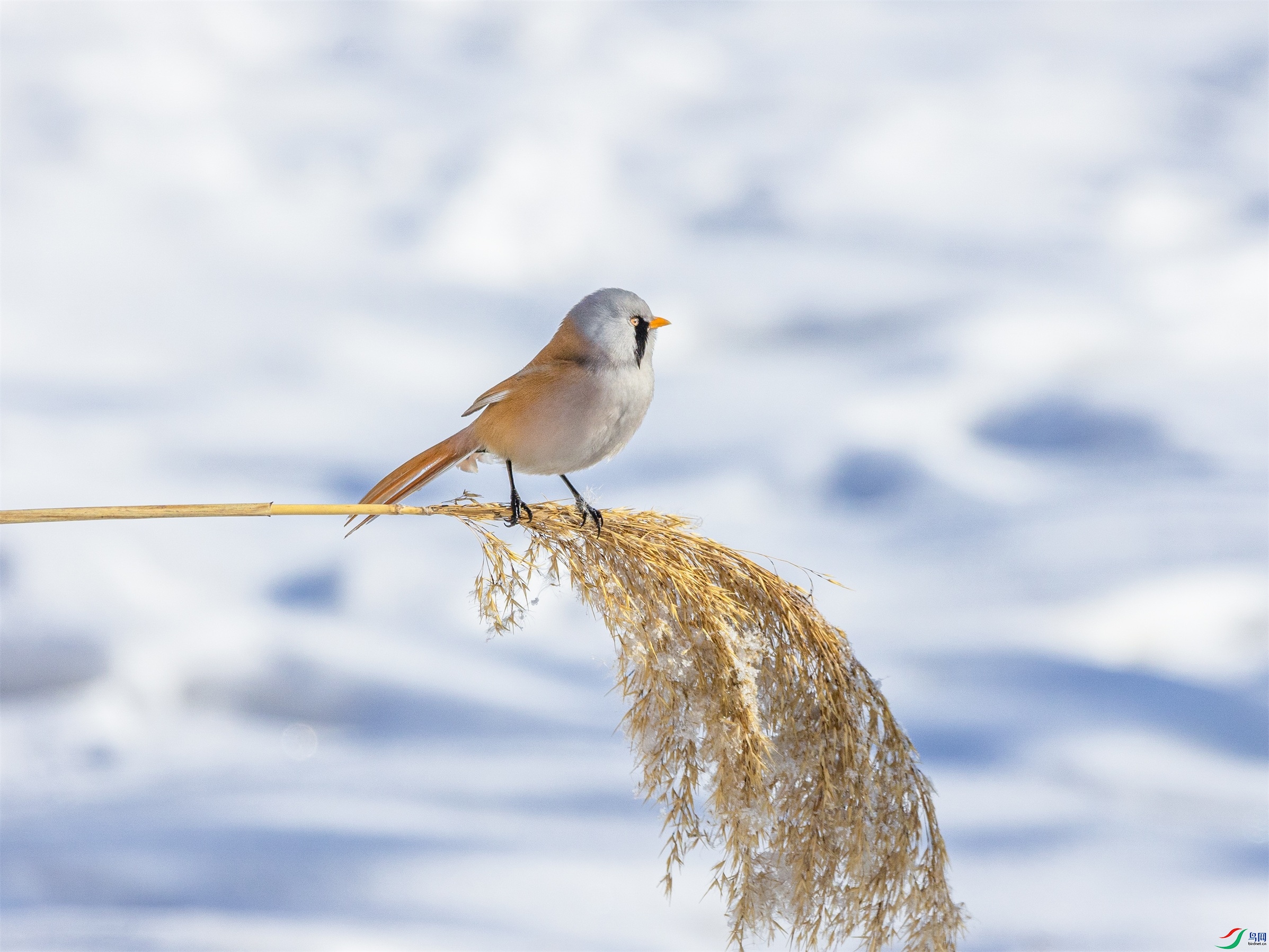 1K3A9004 ����1.jpg