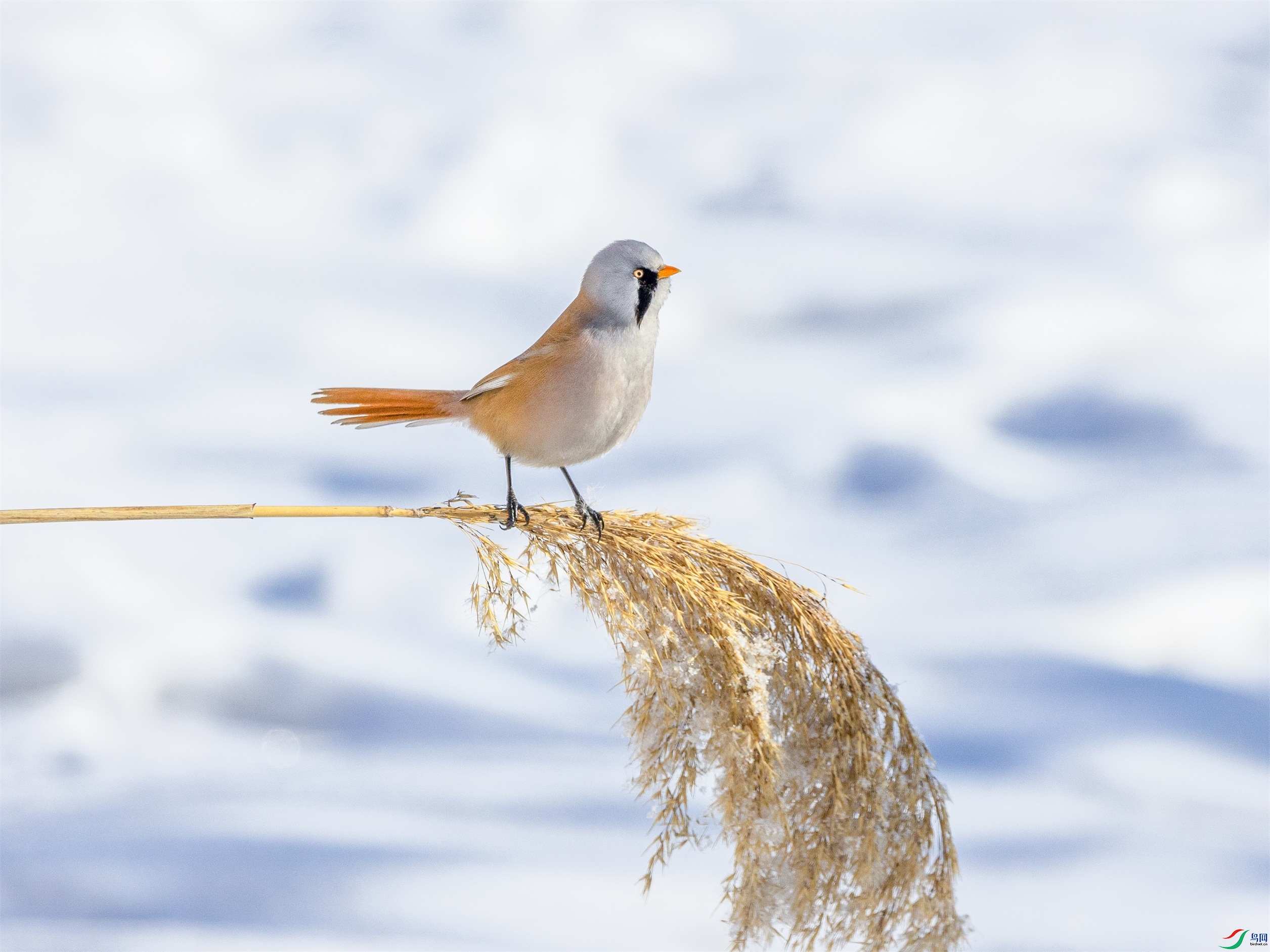 1K3A9002 ����1.jpg