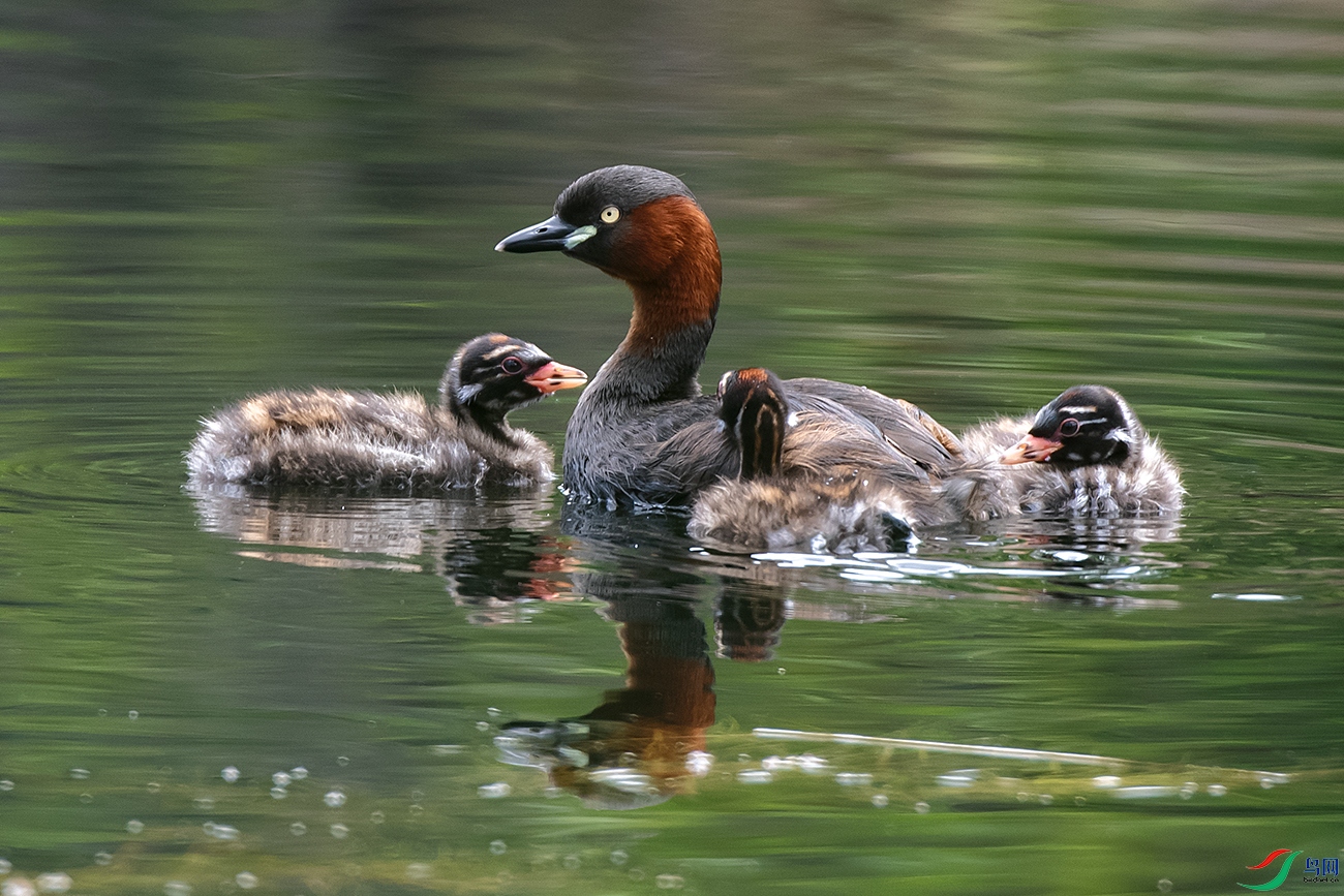_DSC2691-.jpg