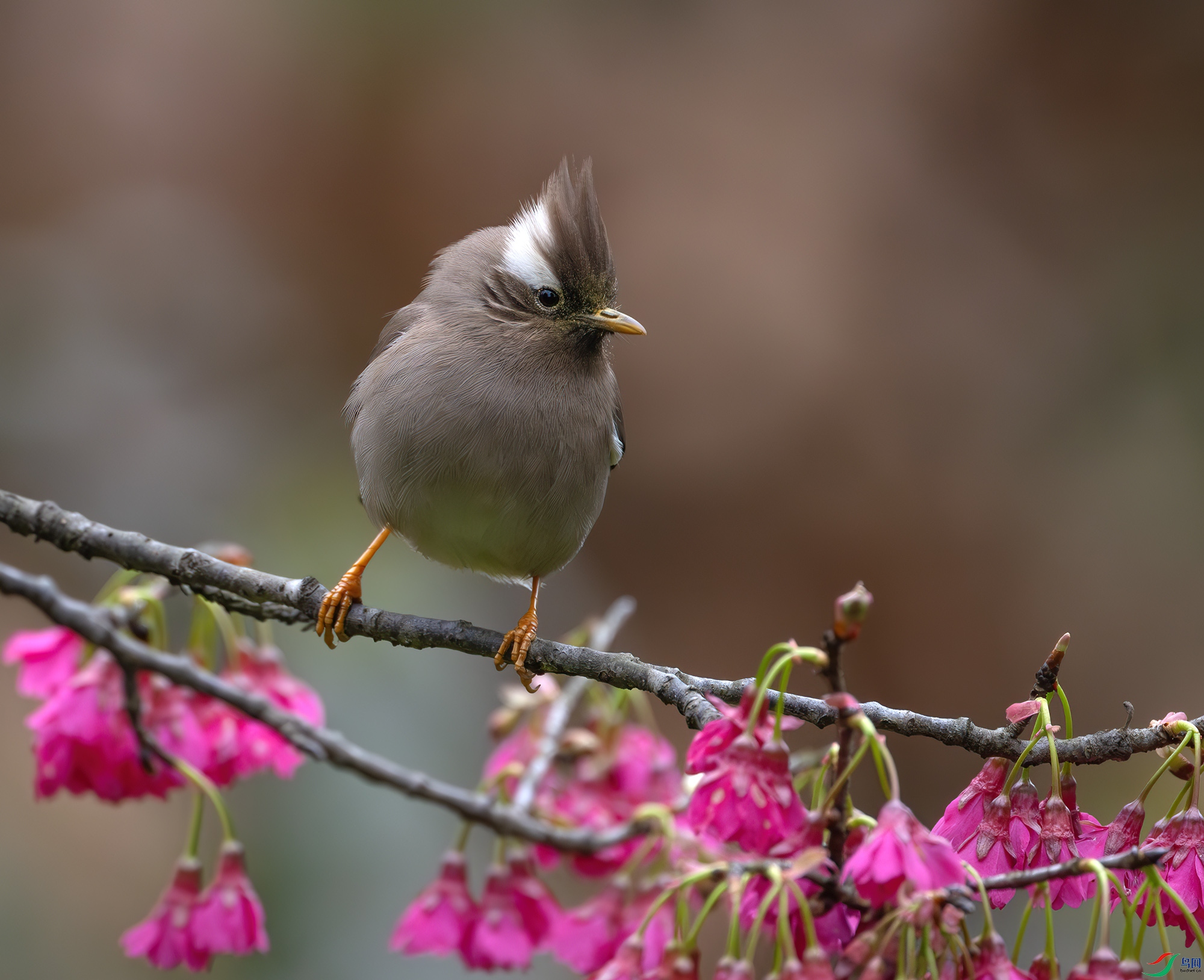 DSC_6123-����ǿ-NR ����.jpg