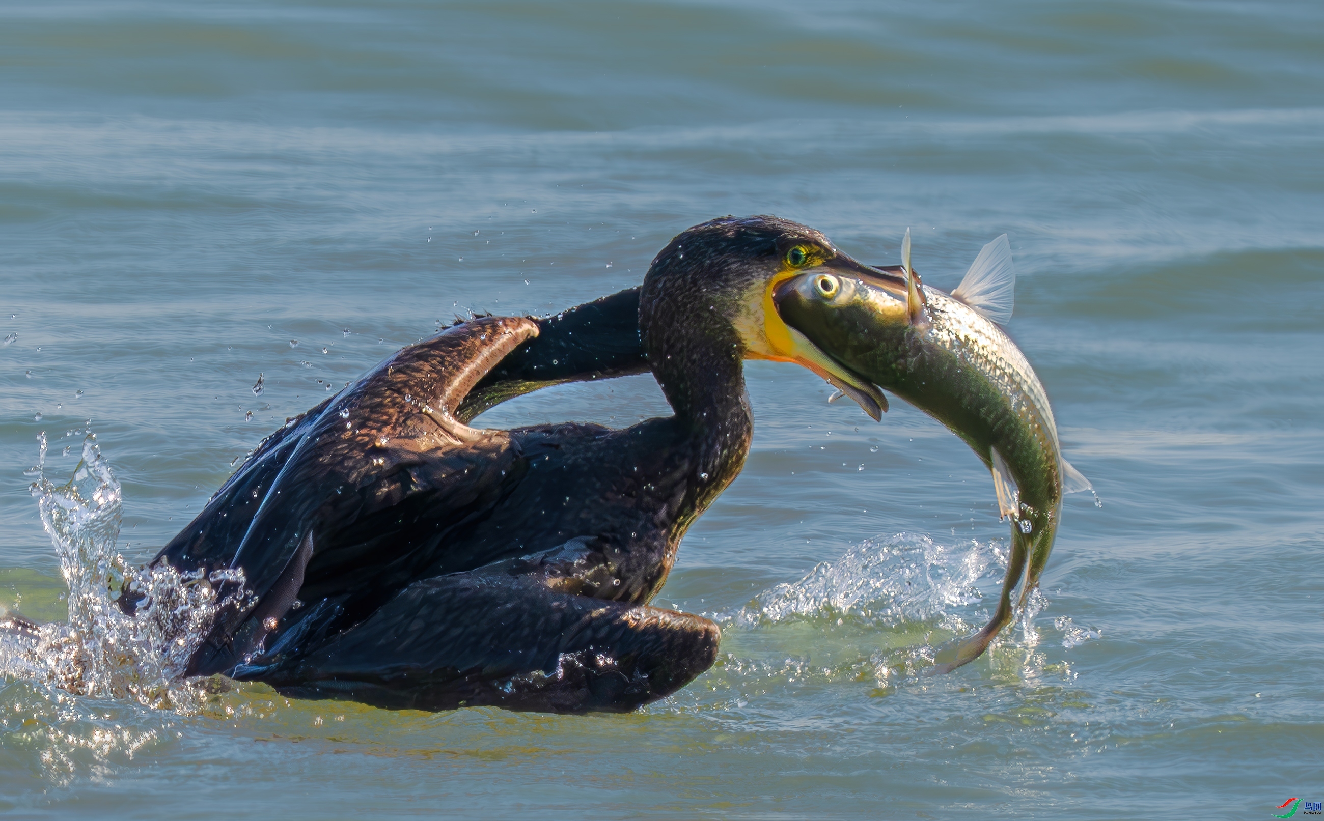 ���������  ���� 춼ͷ� ����.jpg